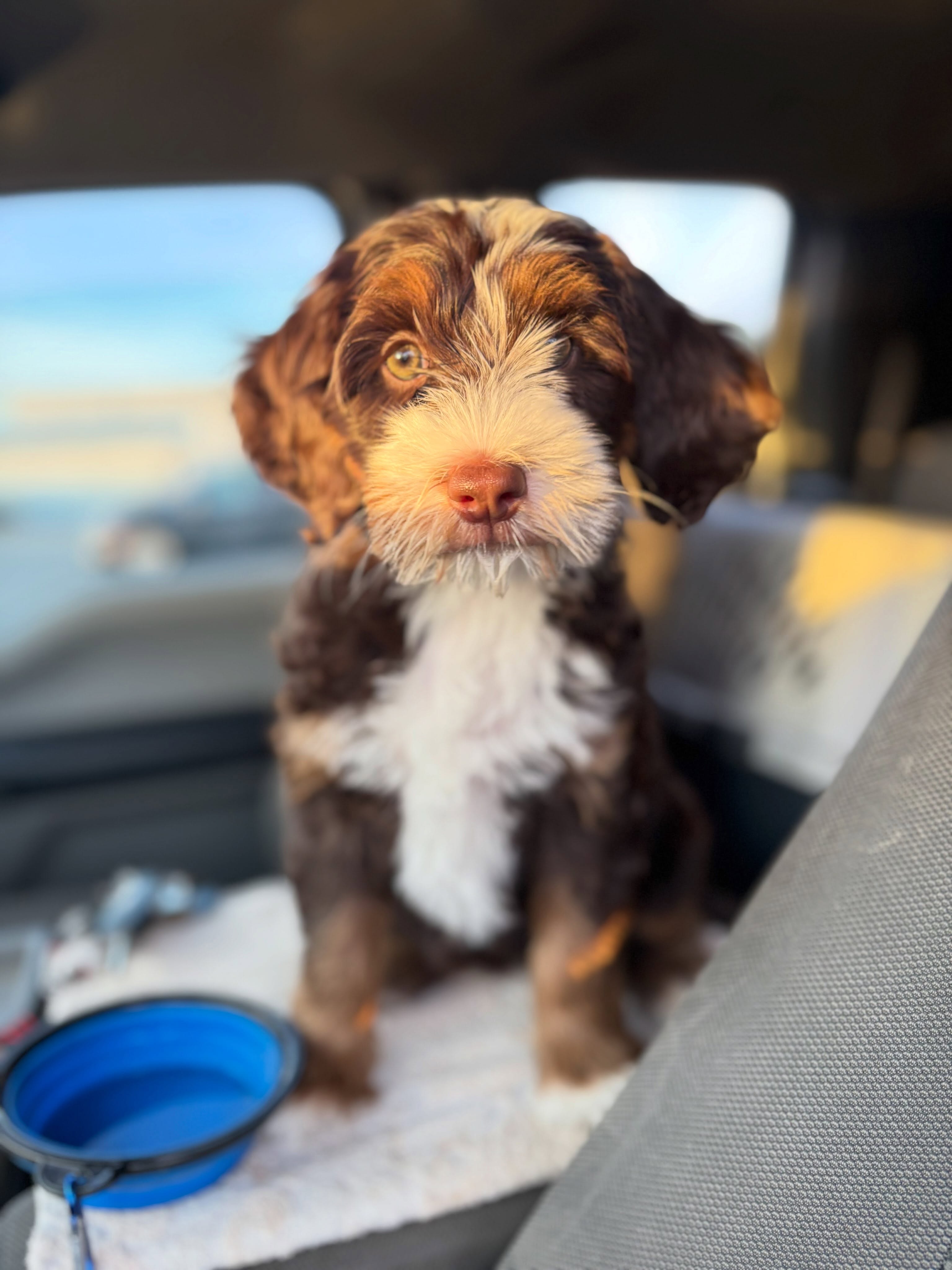 Sweet Ember is off to the Island with our friends from @scallywagdoodles! Looking forward to seeing some super cute carbon copies in a couple years! This baby was hard to let go… the best temperament, and so very Schmoopy with the softest coat. 🥹
#bernedoodle, #minibernedoodle, #perfectpuppy