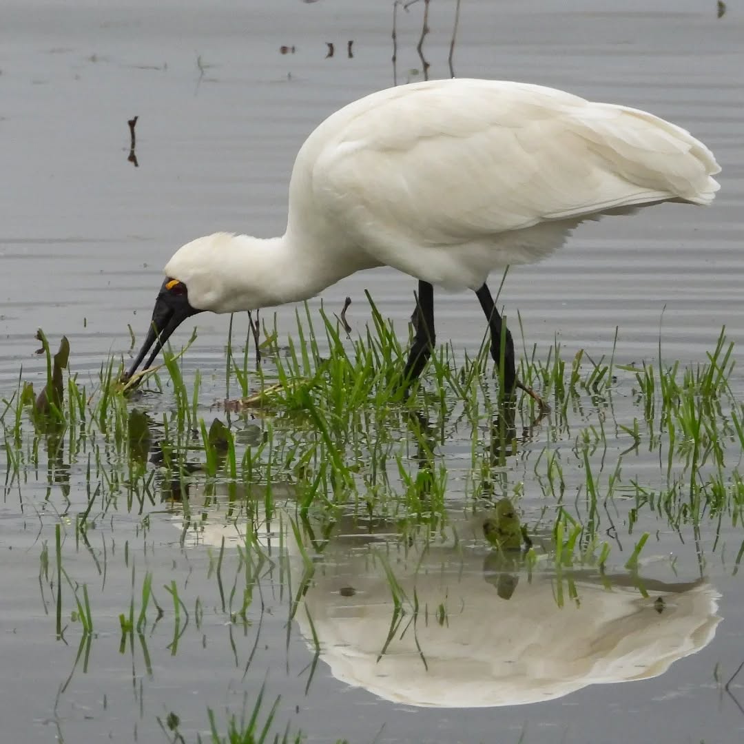 Spoonies out n about feeding in the flood puddles
#karameaspoonbills #royalspoonbill #kōtuku-ngutupapa