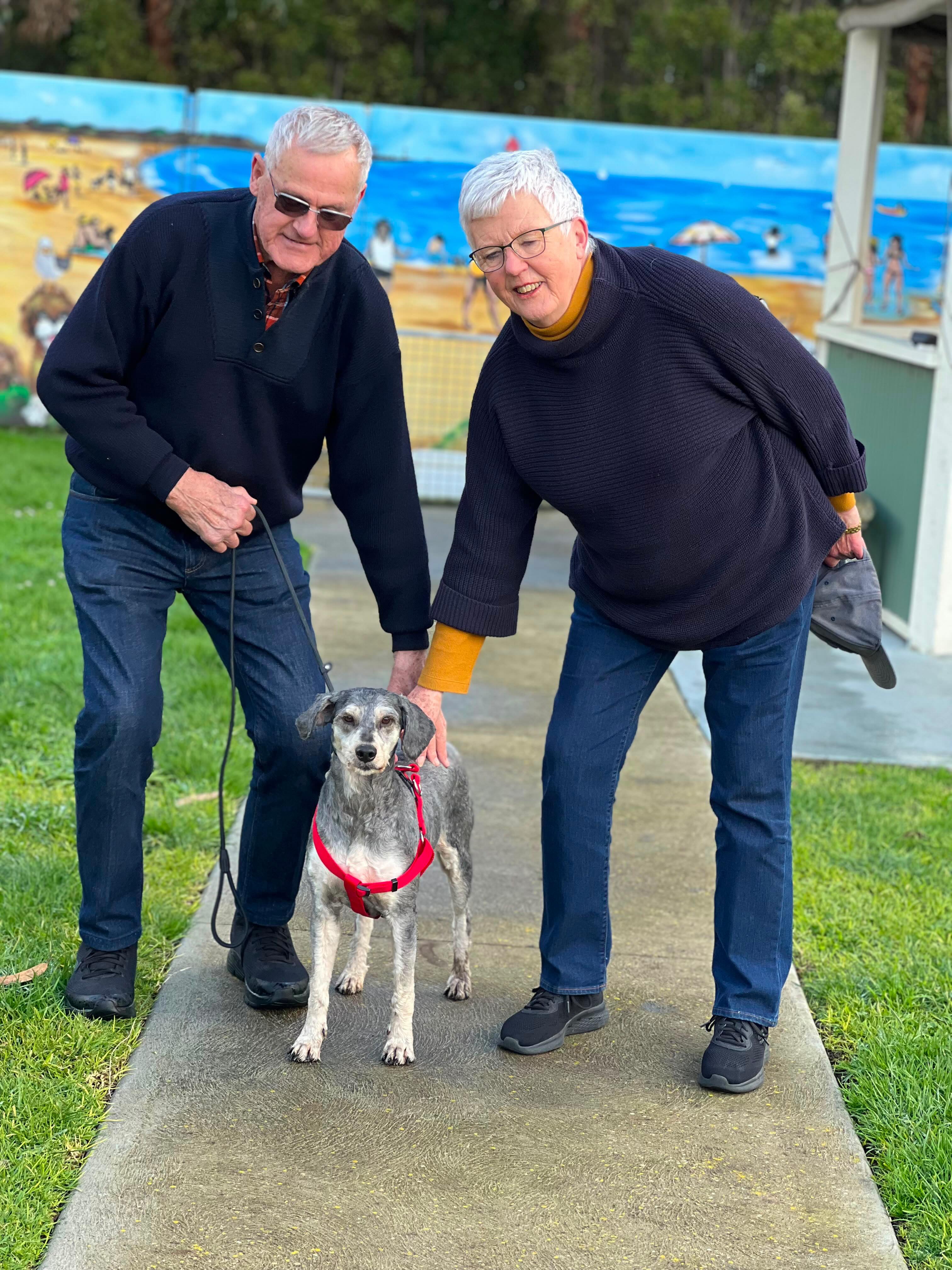 Velma is truly living her best life, retired from her role as a breeding dam and now cherished by her new family, Rob and Nola. From dedicated beginnings to joyful days ahead, her journey is a testament to love, care, and the happiness our puppies bring.
#puppiesdownunder #velmathegroodle #retiredwithlove #familyjoy #BR100575