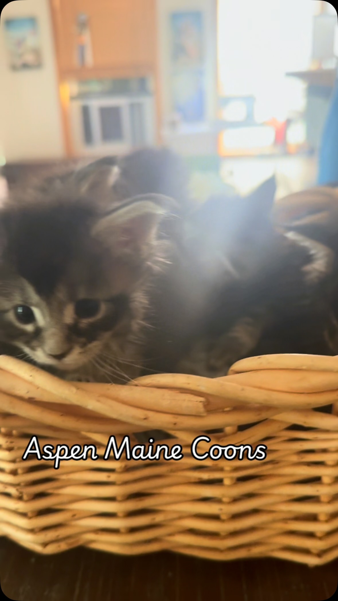 #mainecoonsofinstagram #mainecoonlovers #mainecoonlife #mainecoonlife #mainecooncatlovers