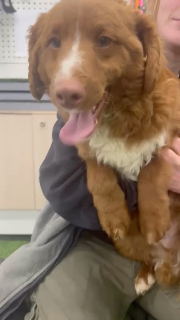 Say hi to Ollie, a bright and bubbly male F1B Mini Bordoodle, born January 17, 2026, from proud parents Minty and Matt. His curls shine as much as his personality, and he’s ready to fill his forever home with endless love and laughter.
✨ Microchip: 956000019407136
✨ Source No: BR100575
This little guy is proof that joy comes wrapped in fur and wagging tails!
#puppiesdownunder #olliethebordoodle #puppyjoy #familylove #BR100575