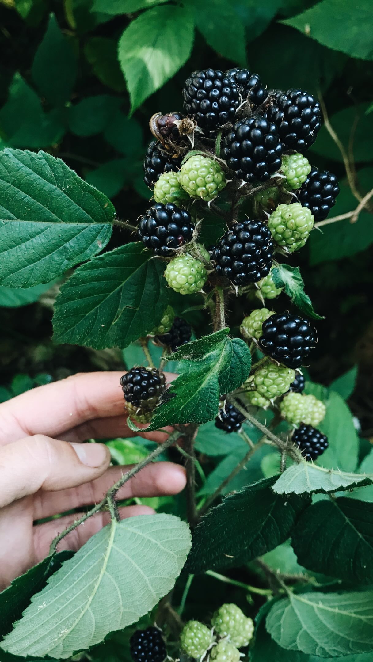 This Moments 🤍
Manchmal schenkt dir die Natur einen ganz besonderen Moment, genau dann wenn du gar nicht danach suchst. 🤍
Gestern war ich gerade dabei, Brombeeren zu sammeln, als ich plötzlich bemerkte, dass mich hinter dem Strauch zwei große, neugierige Augen beobachteten.
Ein ganz junges Reh. Still. Wachsam. Ganz nah.
Für einen Augenblick haben wir einfach nur einander angeschaut.
Kein Plan, kein Suchen – nur dieser kleine, kostbare Moment zwischen Mensch und Wildnis. 🌿🦌
Ich bin dann langsam weitergegangen und habe es in Ruhe gelassen.
Aber diesen Augenblick nehme ich mit🙌
Vielleicht sind es genau diese ungeplanten Begegnungen, die uns daran erinnern, wie wunderschön es ist, draußen zu sein. ✨
Hattest du schon einen ähnlichen Moment?
Alles Liebe, deine Meli mint
#naturbegegnung #reh #wildnis #naturmomente #draußensein