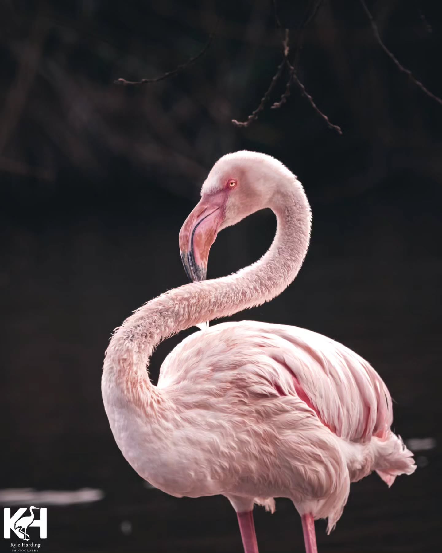 A quiet moment, held in profile.
This one stood perfectly still while the light softened behind it — neck curved, head turned, not a sound moving. Sometimes the frame is already there; my job is just to wait for it to line up.
Part of the appeal for me is the quiet drama of it — the pastel glow against the dark, everything else falling away until there's only the bird.
Which detail caught your eye first?
Save for the ones that make you pause. Prints available via the link in bio.
#wildlifephotography #birdphotography #naturephotography #flamingo #birdlife