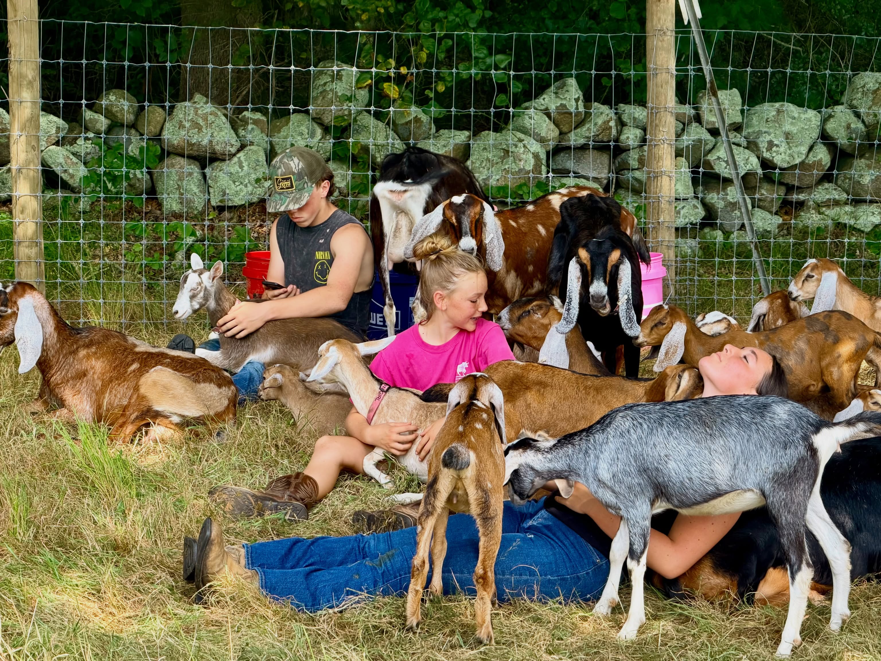 Cuddle puddle. 4-H students took a cuddle break as they prepare to show some of our animals at @themarshfieldfair - We will share more on that soon!
#duxburycreamery #farmtours #duxburydairy #oneilfarm #duxburyma