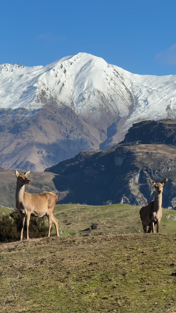 Welcome to Wanaka Horse Trekking
If you’ve ever dreamed of exploring New Zealand on horseback, this is your sign.
We are based along Lake Wānaka, and we take small groups on unforgettable horse riding adventures through some of the most breathtaking scenery in the South Island. Whether it’s your very first time in the saddle or you’re an experienced rider looking for a real adventure, we have a ride for you.
“Homestead Bay ride - (allow 2 hours) A relaxed and scenic trek with incredible lake and mountain views. Perfect if you’re new to riding or simply want to soak up the landscape.
“Lookout Loop” - (allow 2.5-3 hours) Designed for intermediate riders, with plenty of opportunities to trot and canter while exploring hidden valleys and spectacular viewpoints.
“Lake Ride” - (allow 5 hours) The ultimate half-day experience for experienced riders. Spend the day riding along the lake to a remote beach where you enjoy lunch. This ride has a lot of fun spots to canter / gallop, and it is the best day out on horseback.
🐴 Small groups only
.
.
.
.
.
#lakewanaka #newzealandholiday #bucketlistdestination #explorenewzealand #horseridingholidays
