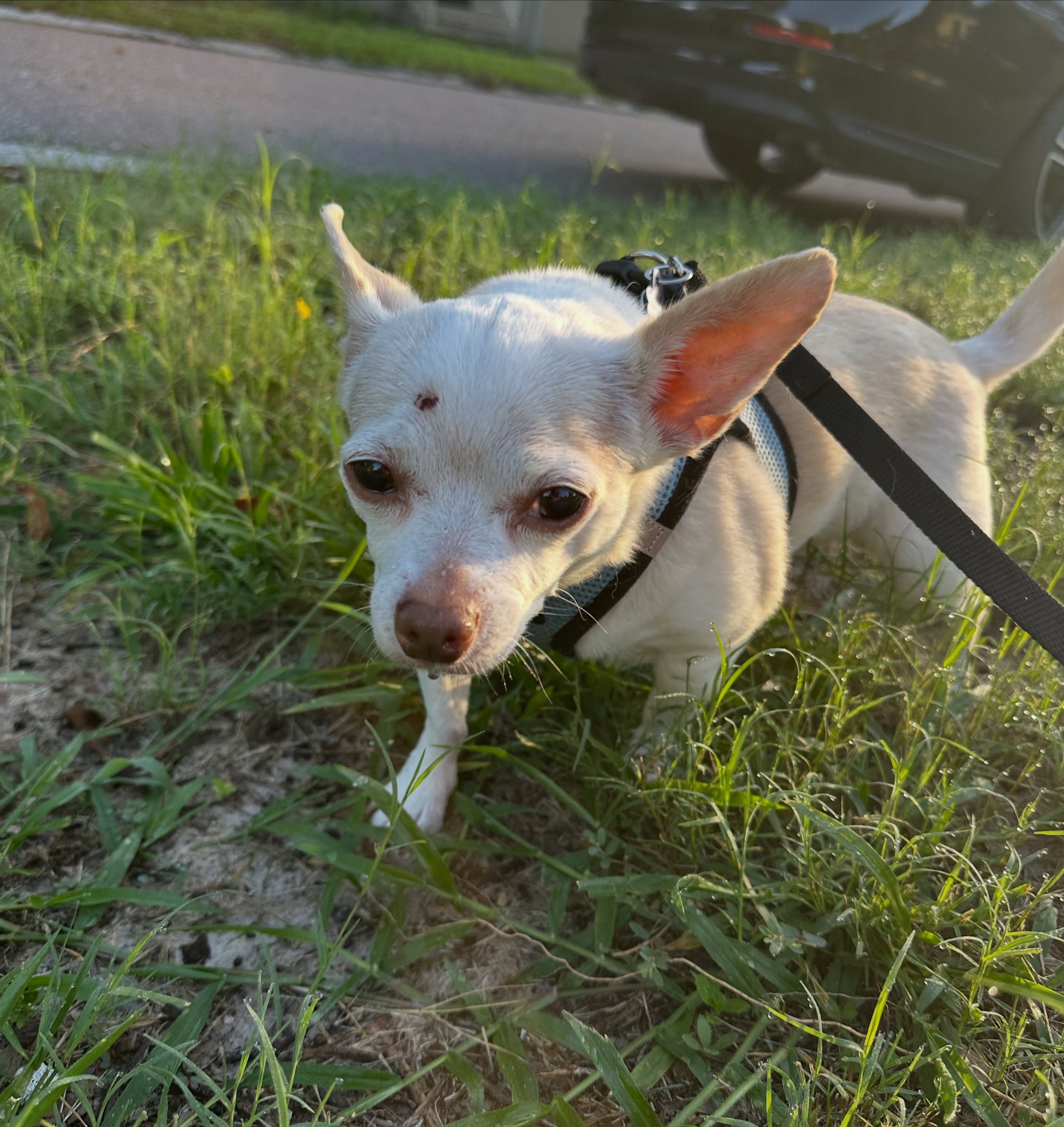 Kept Tiki busy while Mom was away 18 days. #chihuahua #petsitterlife