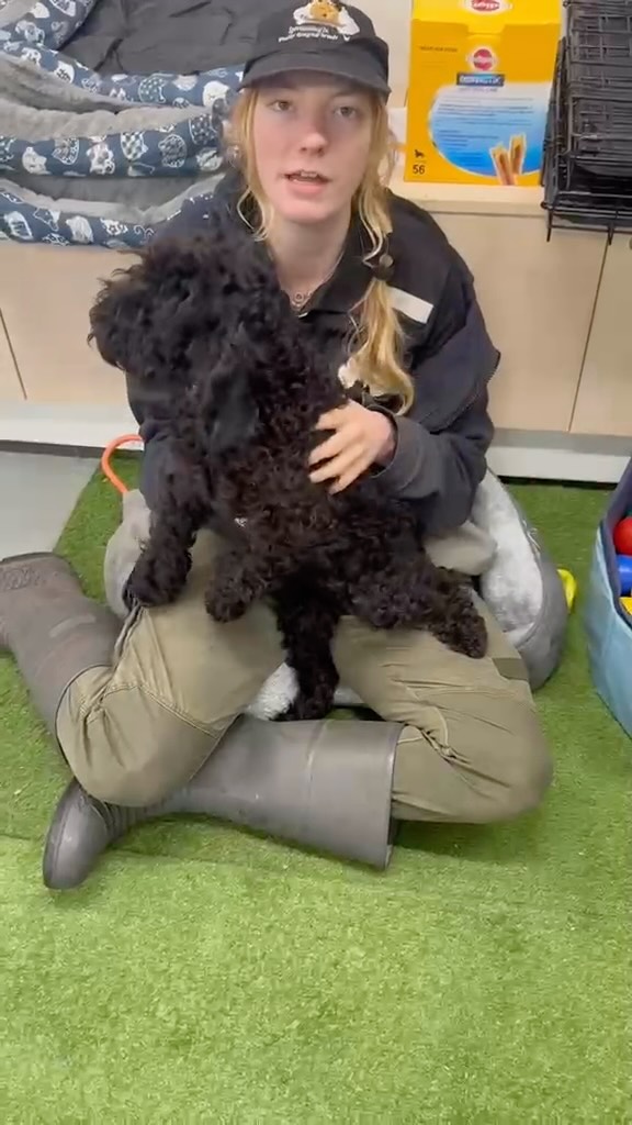 Say hello to Shadow, the Aussiedoodle diva with a heart of gold. Born February 12, 2026, to Lottie and Arlo, she’s playful, cheeky, and full of personality.
Microchip: 956000019542811
Source No: BR100575
✨ Shadow’s sass is unmatched, her cuddles irresistible, and she’s ready to strut into her forever home with style.
#puppiesdownunder #shadowjoy #sassandcuddles #aussiepupstar #BR100575