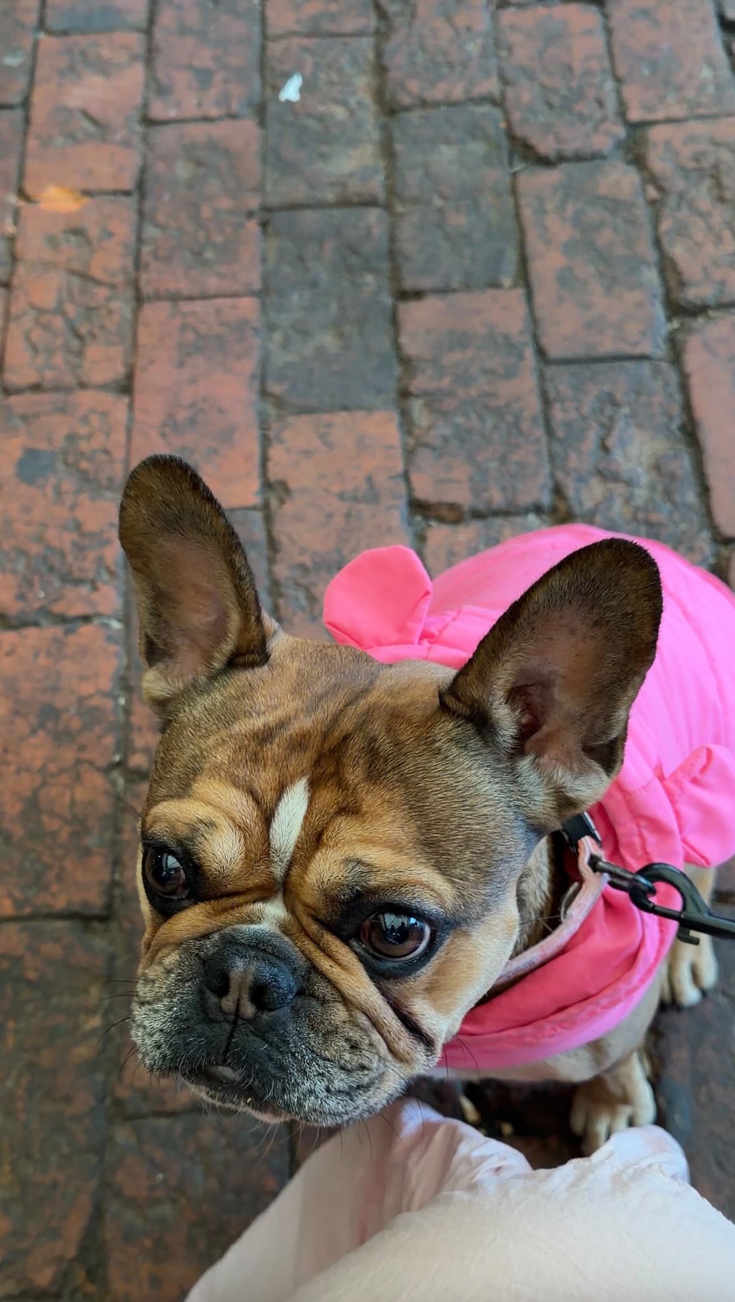 We’re offing a new service 🤫
For an additional fee, Honey, our newest employee, will come pop all the balloons for you after your event.
Caution: we are not responsible for any accidental nips cause your hands are in the way. She has her orders and she won’t let hands stop her 🙅🏼♀️
This is a limited service as she’s become a big sister and won’t have time after the baby arrives!!! Message us to find out more 🤍