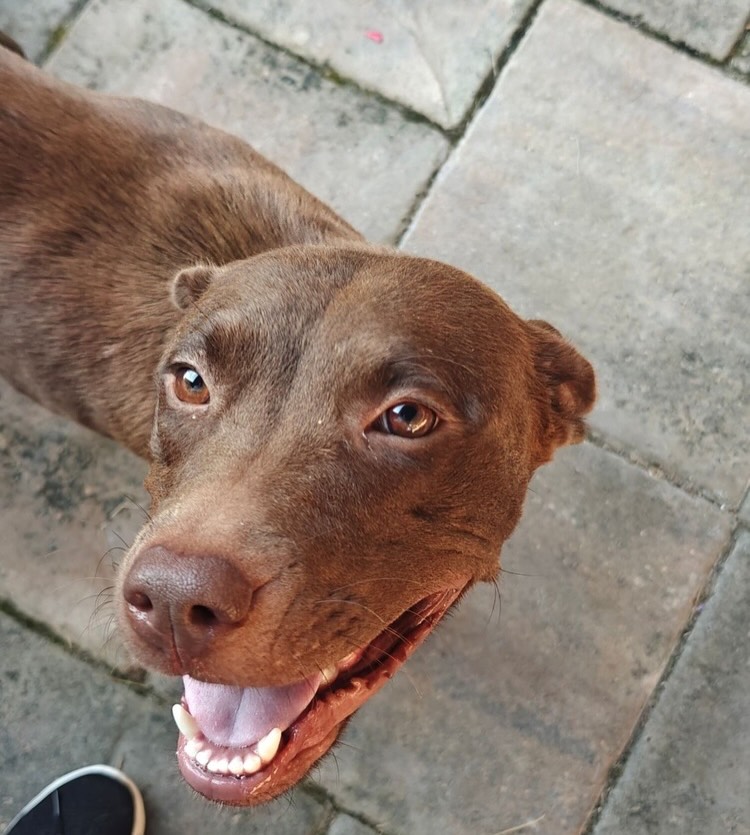 🐾Pup of the day: Corona, 3 years old!
The pupdate we have all been waiting for… Mama Corona has made it safely to Colorado!
From minutes away from losing her life… to cuddles, kisses, and a safe place to heal with her foster family. We couldn’t be happier to have our girl in the Rocky Mountains!🏔️
She’s dog‑friendly, kid‑tested, trusting, nurturing, and ready for adventures big or small. She’s learning the world is safe and blooming more every day.🌻
Unlimited kisses? Corona has that covered.
Basic commands? She will show you her skills.
Car rides? SIGN HER UP.
Bunny sightings? Optional chaos.
Everything else? Pure sweetness.🤎
Against all odds, Corona took great care of her pups and now it’s time for someone to take care of her. 🔜Approved to adopt? Reach out to your adoption coordinator to set up a meeting. All others should apply online at MHLRM.com
#adopt #milehighlabmission #rescue