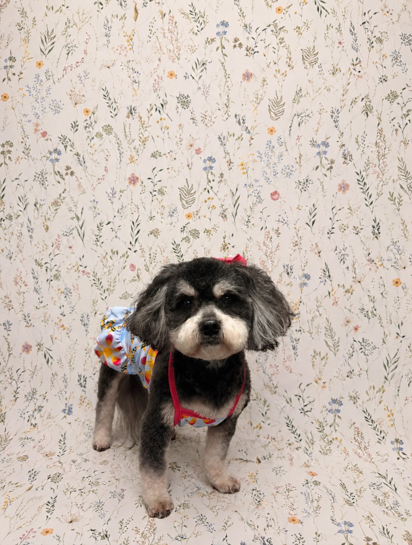 Saturday looks better with a fresh groom and a cute outfit! This sweet girl is heading into the weekend feeling clean, fluffy, and fabulous. We hope your Saturday is as happy as she looks after her spa day!
Is your pup due for a little weekend refresh? Give us a call to get their next grooming appointment on the books! 🐾💐