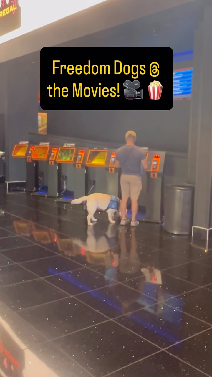 🎥 🍿 Freedom Dogs @ the Theater! Our Freedom Dogs in training did a great job at their training session at the movies! Everyone settled in nicely and kept their focus on their partners, checking in to make sure they were doing ok and practicing “being invisible” (more on that later). Great job to all! If you have a suggestion of where our teams should go next leave us a comment!! 🐕🦺 #freedomdogsorganization #heroesforourheroes #servicedogs
