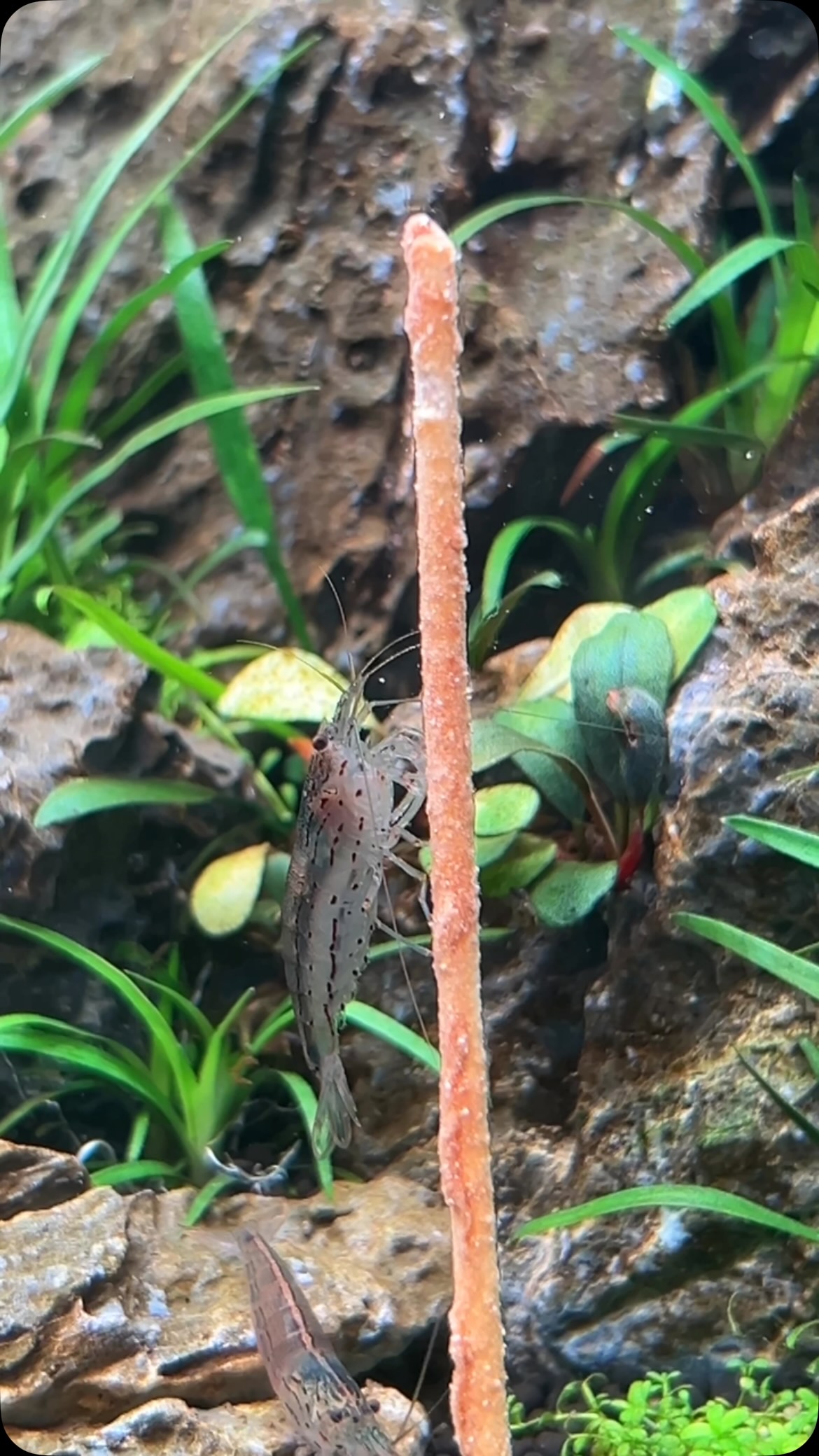 Les crevettes Amano Japonica sont de grande nettoyeuses ! Très facile de maintenance, vous pouvez les intégrer avec tout type de crevettes ou poissons communautaires 🐟
La nourriture Gioiashrimp sera totalement adaptée pour son bon développement et les mues, par contre elle ne se reproduiront pas en eau douce, il faut de l’eau saumâtre 😇
#aquarium #crevettes #aquariophilie