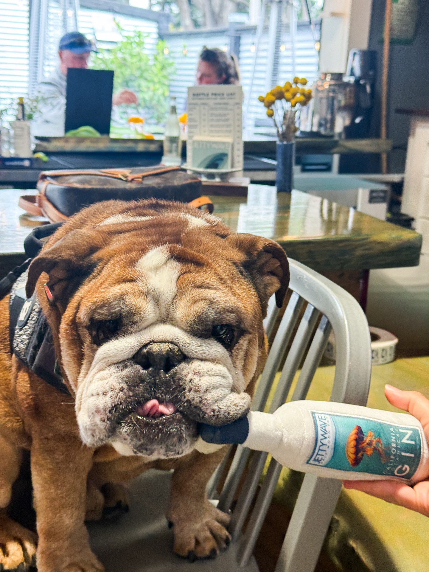 ✨️Stout! One of our favorite guests from this weekend enjoying his new Jettywave Gin dog toy 🍸️
@shortsnoutstout