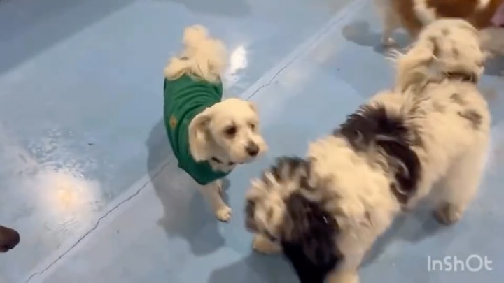 Bailey is having the best day ever, running, playing, and sharing endless giggles with his furry friends! His joy is contagious, and every wag tells a story of friendship and fun.
#puppiesdownunder #baileythepup #puppyplaytime #furryfriends #puppylove