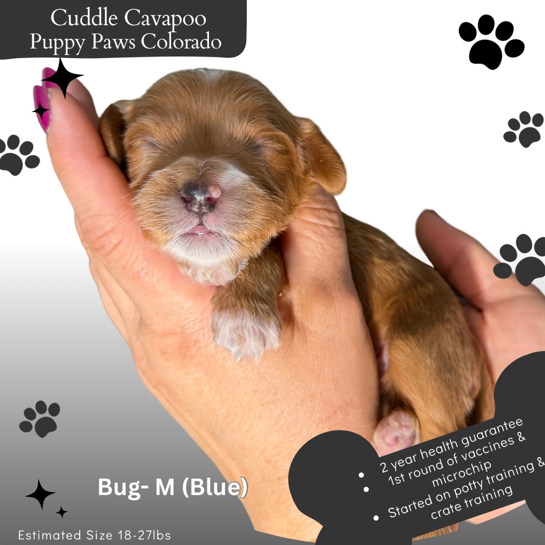 Sweet Cavapoo puppies ready 9/13/26! #cavapoo #puppies #cavadoodle #puppy #puppypawscolorado