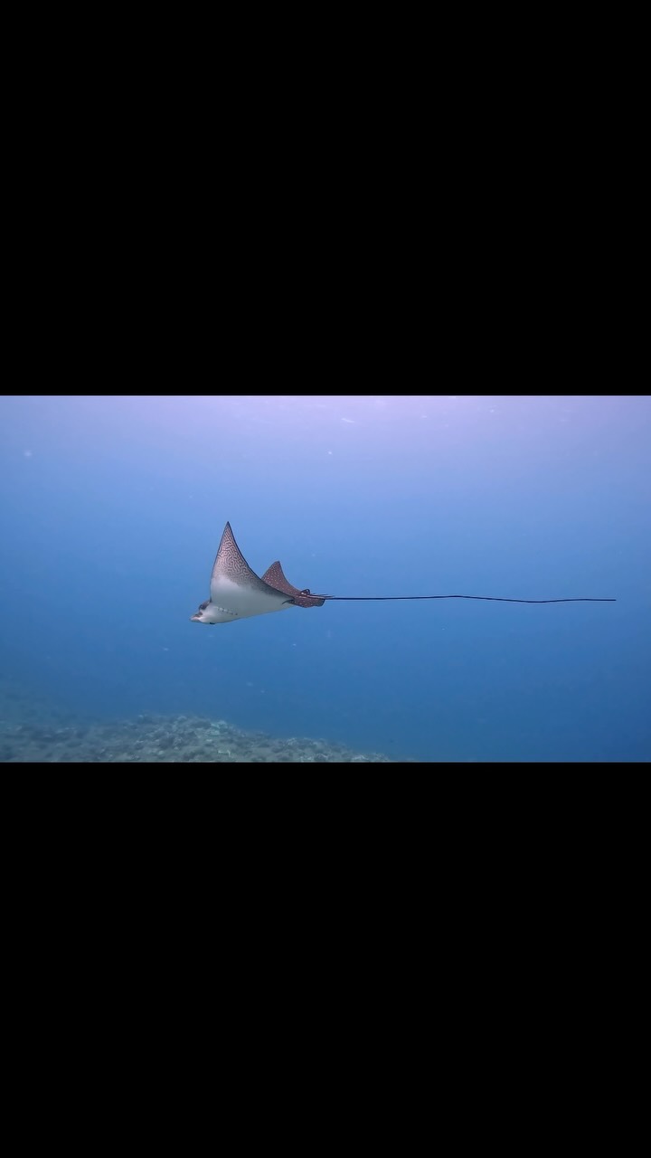 Great day #snorkeling on the North Shore of #Oahu. Lots of marine life including encounters with #eaglerays. Was struck by the difference in the extent of patterning on the ventral surface of the pectoral fins. One #eagleray had extensive coverage whereas another had almost none. One also had a beautiful threadfin jack following with the long streamers still present indicating a juvenile fish. Looking forward to enjoying the last week in #hawaii