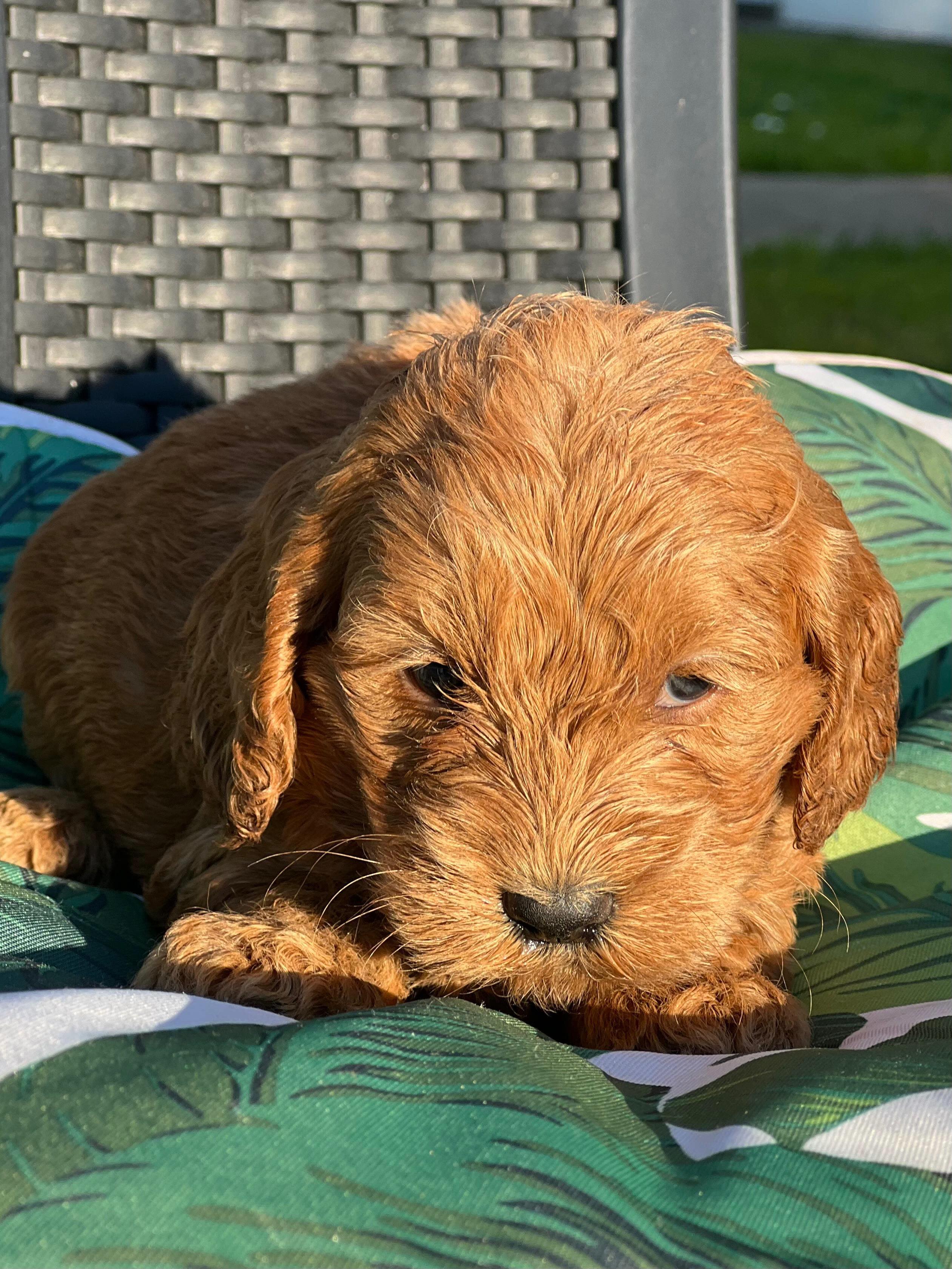 Say hello to Vanessa & Danny’s gorgeous girl, a female Mini Aussiedoodle, born 24/6/26. With her playful spirit and sweet nature, she’s ready to bring joy and cuddles to her forever family.
✨ Microchip: 956000019456305
✨ Source No: BR100575
She’s proof that happiness blooms in wagging tails and fluffy curls!
#puppiesdownunder #miniaussiedoodle #puppyjoy #familylove #BR100575