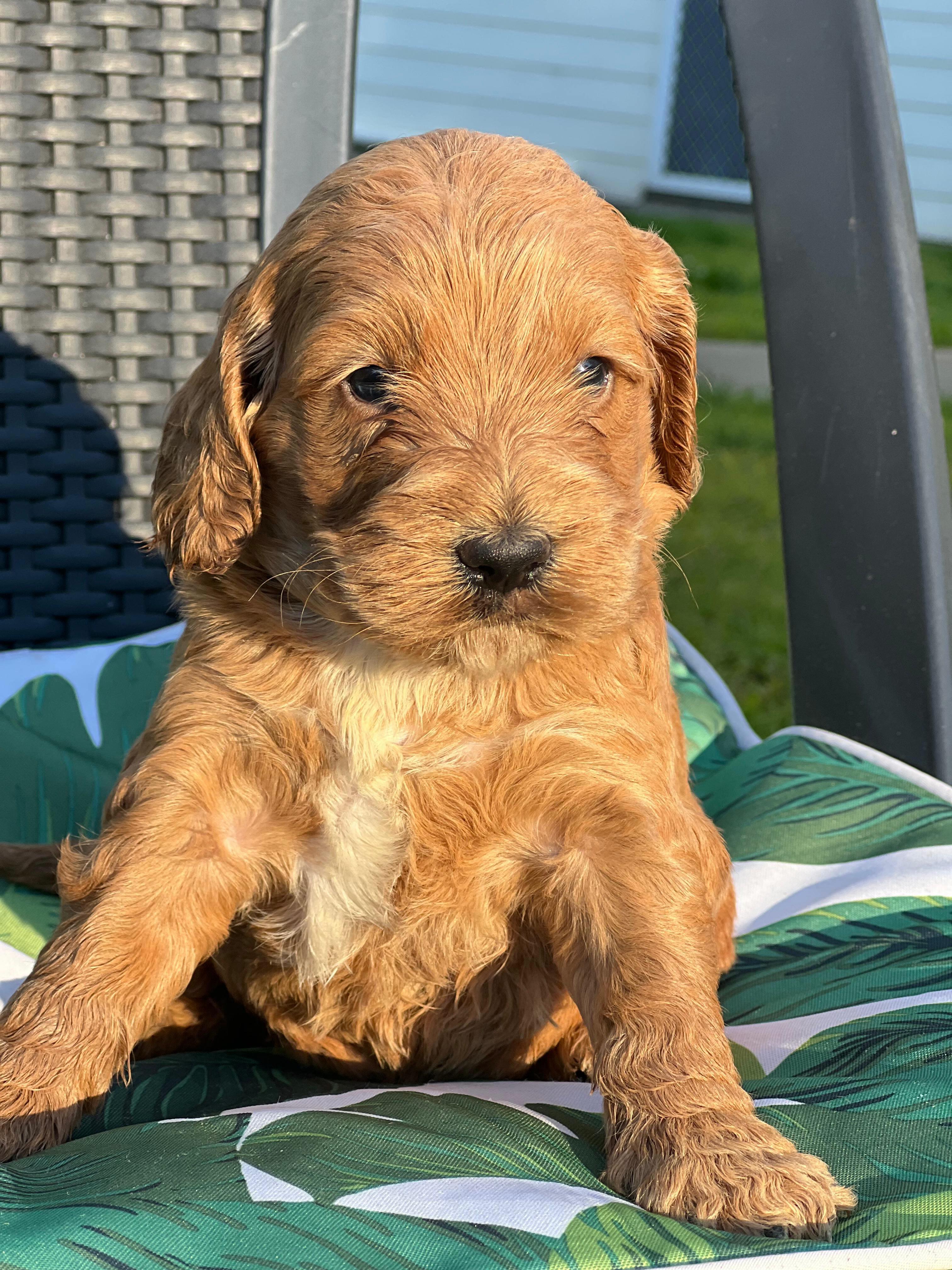 Vanessa & Danny’s little star has arrived a Mini Aussiedoodle male, born 24/6/26 and ready to join the world on 2/9/26. With his cheeky grin and playful paws, he’s already stealing hearts.
✨ Microchip: 956000019529543
✨ Source No: BR100575
This fluffy boy is proof that joy really does come in small packages!
#puppiesdownunder #miniaussiedoodle #puppyjoy #familylove #BR100575