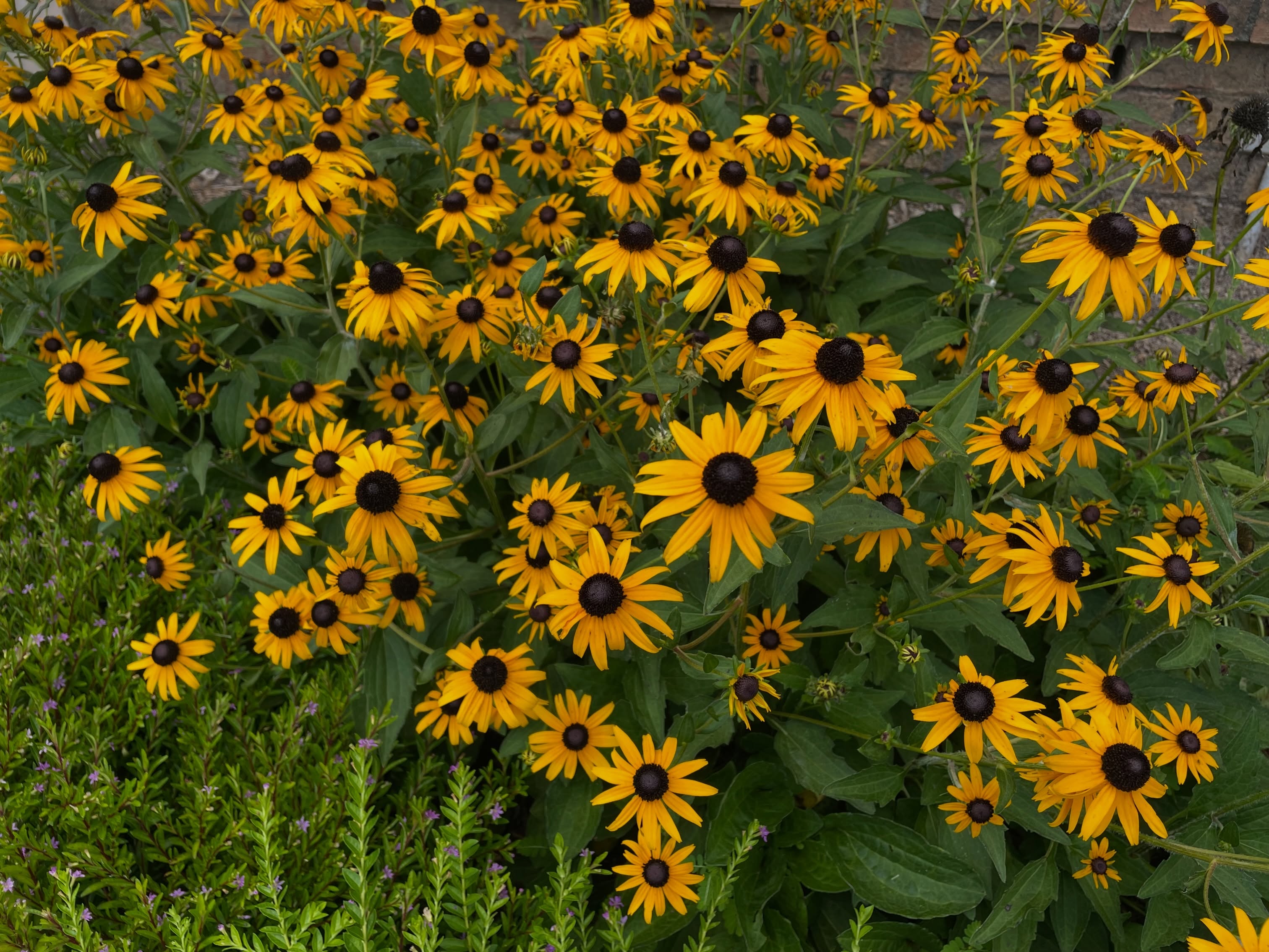 Some random things I’ve loved lately: Rudbeckia blooming like crazy. Raven enjoying a box. Cynthia Bourgeault’s brilliance. Orson Scott Card’s storytelling. A broad-winged hawk feather that landed on my back porch. I can’t keep up with trends, but apparently the old IG where we shared real life is trending? I will try to sprinkle some of that between the poetry. 😅
