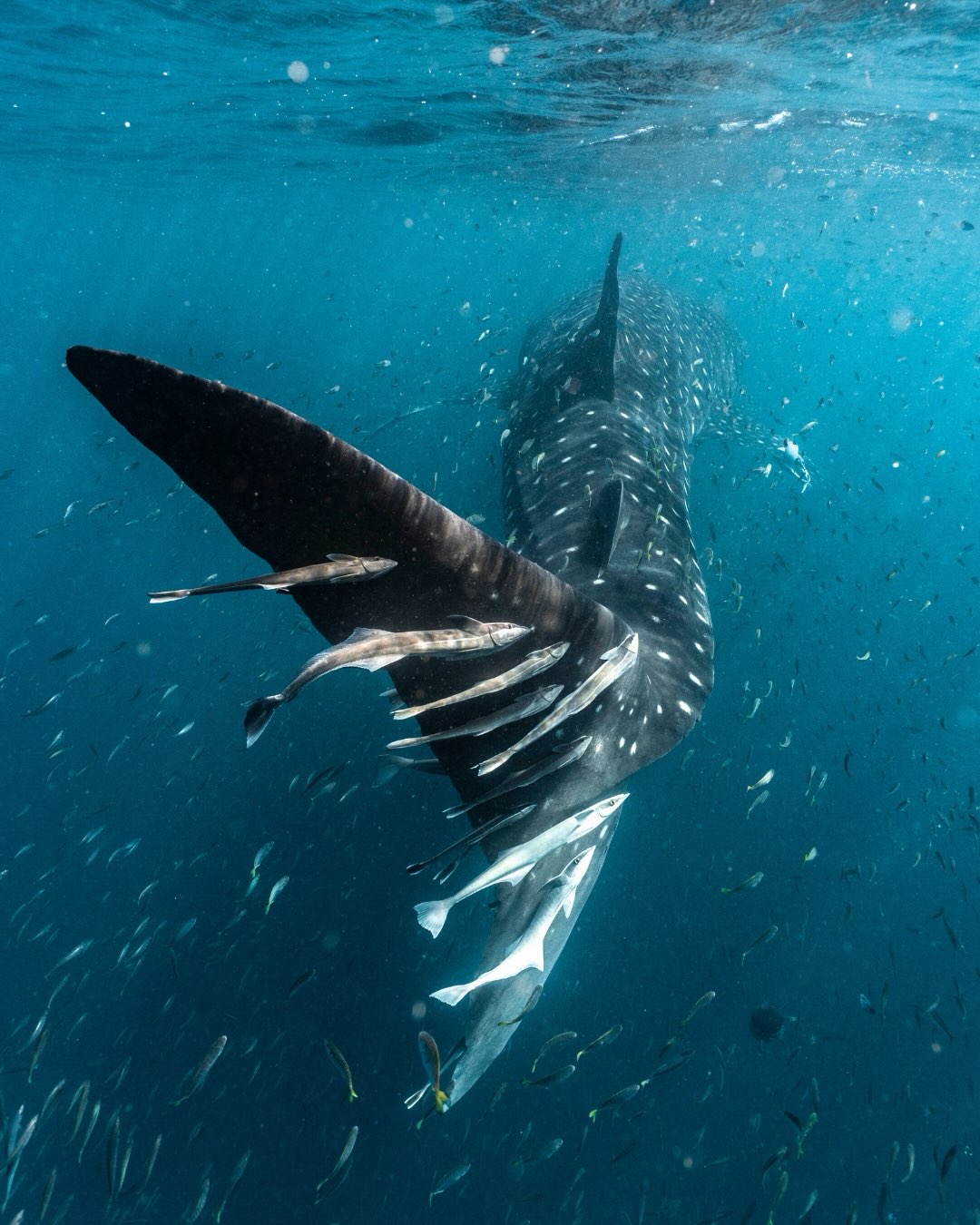 And just like that, our 2026 Whale Shark season has come to an end. 💙
What a season it’s been.
So many incredible encounters, unforgettable days on the water and plenty of moments that remind us just how lucky we are to call Ningaloo home.
A huge thank you to our amazing crew for the long days, early starts, hard work and for bringing so much passion to every trip. We couldn’t do it without you.
And to every guest who joined us this season …thank you for choosing to experience Ningaloo with us. Your excitement, curiosity and love for the ocean made every day that much more special.
Here’s to an incredible 2026 Whale Shark season.
If only we had more slides to fit it all in!
Photographers @lauratierney @ollieclarkephoto @beclaidlaw.photography @annalofiphoto