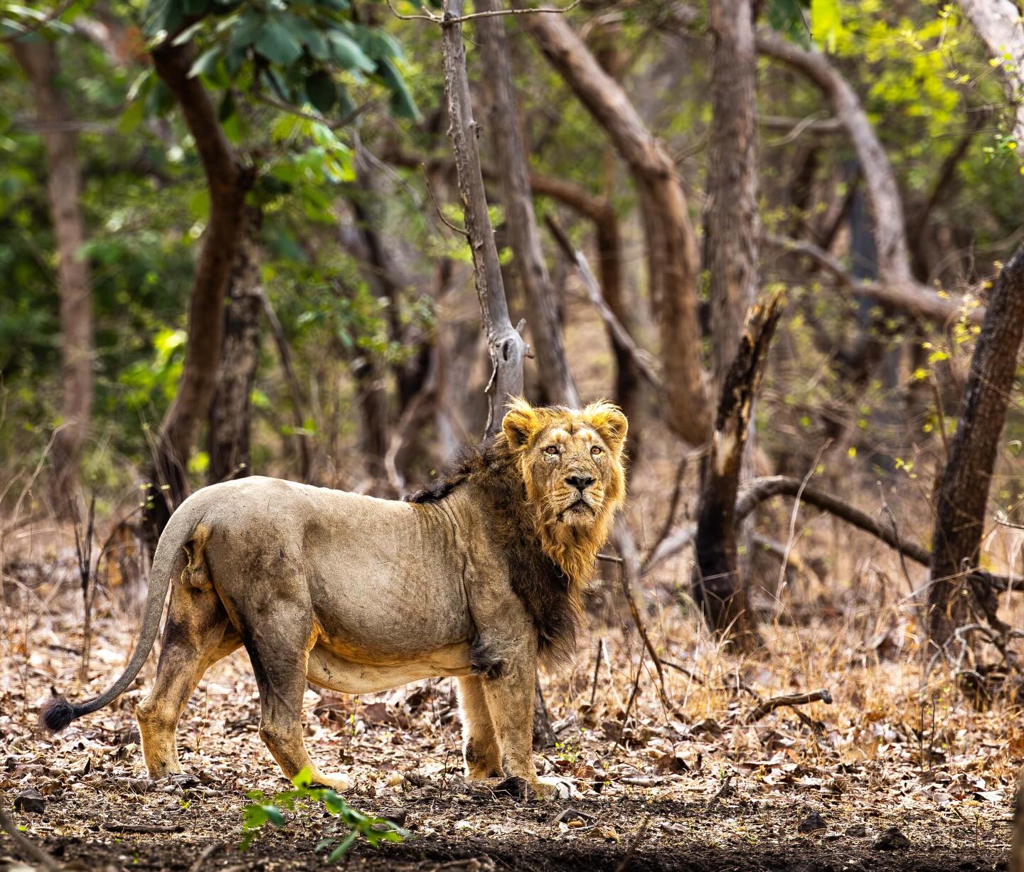 Even in the shimmering heat of the pre monsoon India’s Asiatic lions share their lives with beauty, colour, rugged hills, rich river valleys all around them. In Gir, you will see lions, unless you are very unlucky.
But you will also see so much more. All forest creatures largely owe their very existence to lions. They balance the system, our job is simply to protect and gently, lovingly observe. No matter your spirituality listen to the forest, it’s telling you so much.
Today on World Lion Day I thank all wild lions for all they do for our lives, the richness of both forest and savanna that we entrust in their care.
♥️🦁