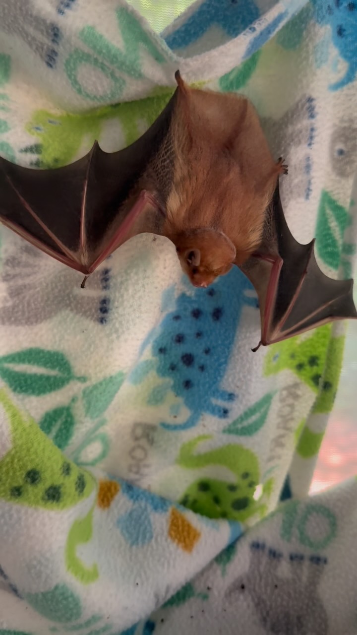 An eastern red bat is regaining strength after being found grounded, emaciated, cold and dehydrated