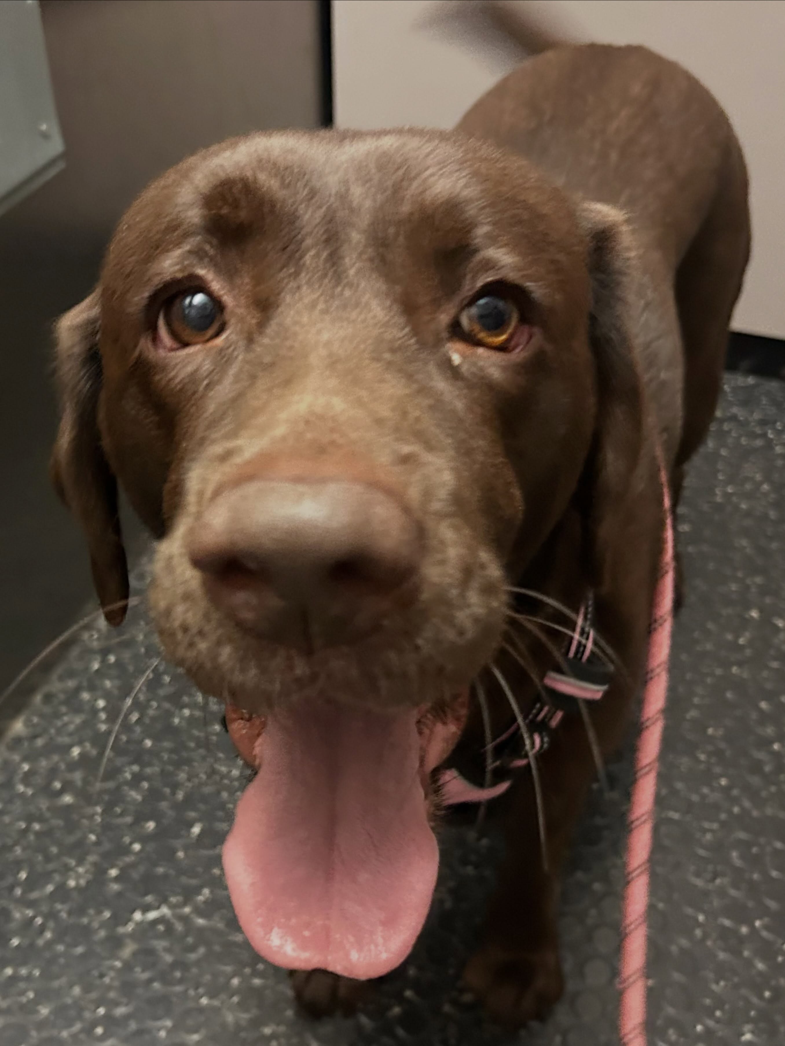 Happy #tongueouttuesday from Molly! My favorite part of this photo is her blurred tail. Always wagging, always happy!