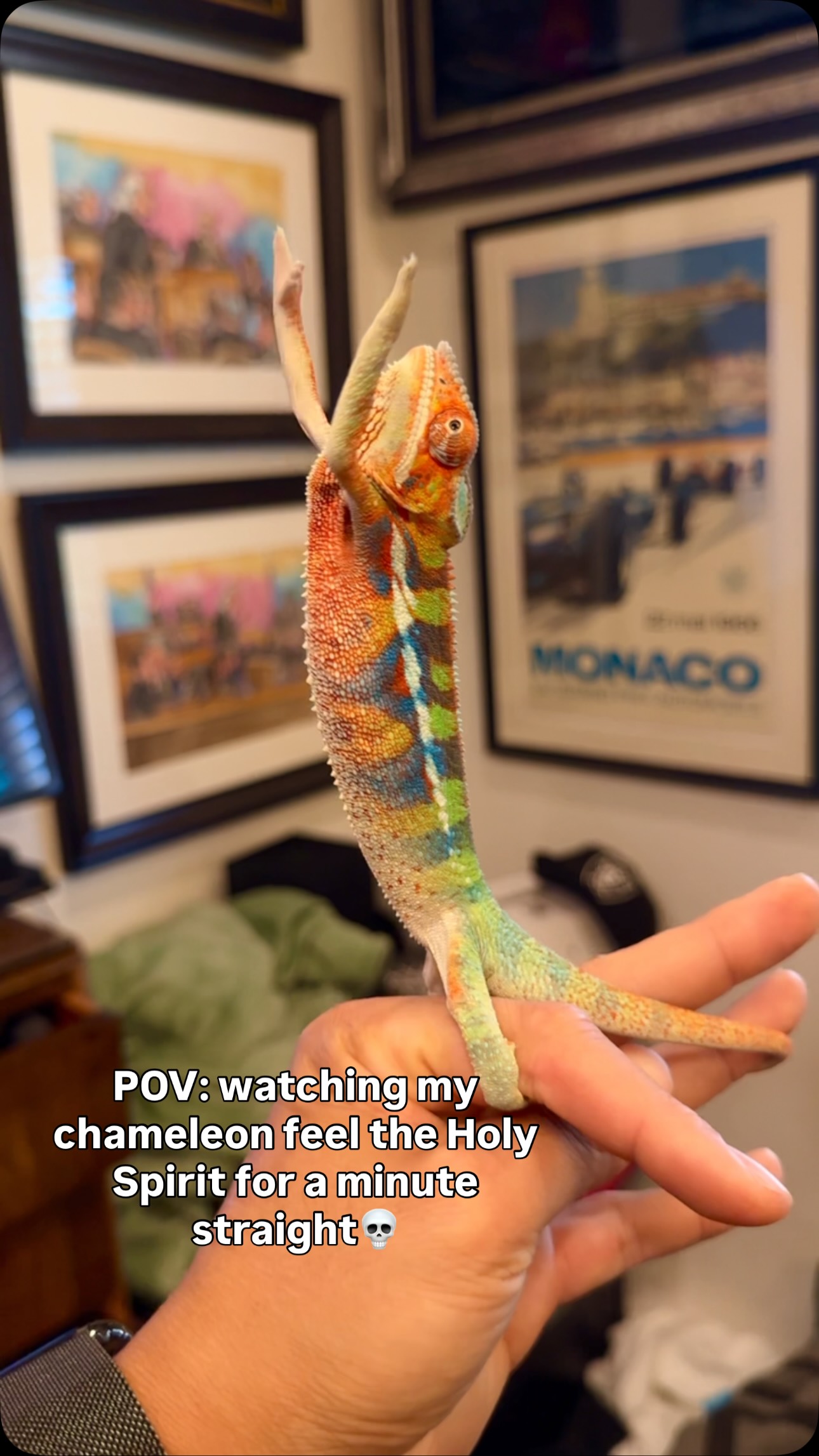 Nature’s spiritual guide🦎🙏🏼 #fyp #pantherchameleon #spiritual #funny #chameleon