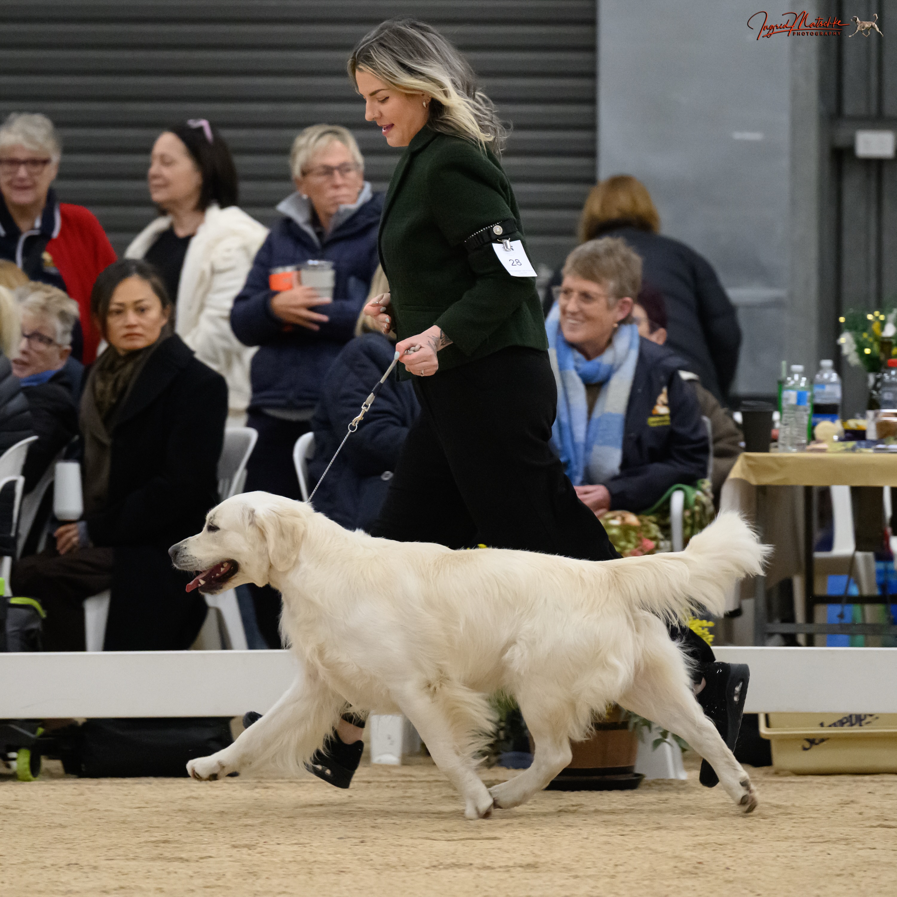 We had an amazing time in Adelaide attending our Golden Retriever National. It was lovely to spend time with our friends and also form new connections 🐶🩵
Well done to the committee for running such a great show.
The dogs made me proud 🥰
Coda 🔐
Goldshyne Cracked the Code SPRD
Out of coat but managed a lovely 2nd Intermediate Dog
Sparkles ✨
Goldstreem All That Glitters
3rd Minor Puppy Bitch
Lolly 🍬
Goldstreem Hokey Pokie
Missed out by a couple of days but had a great time meeting new friends
Well done to everyone else and their lovely results