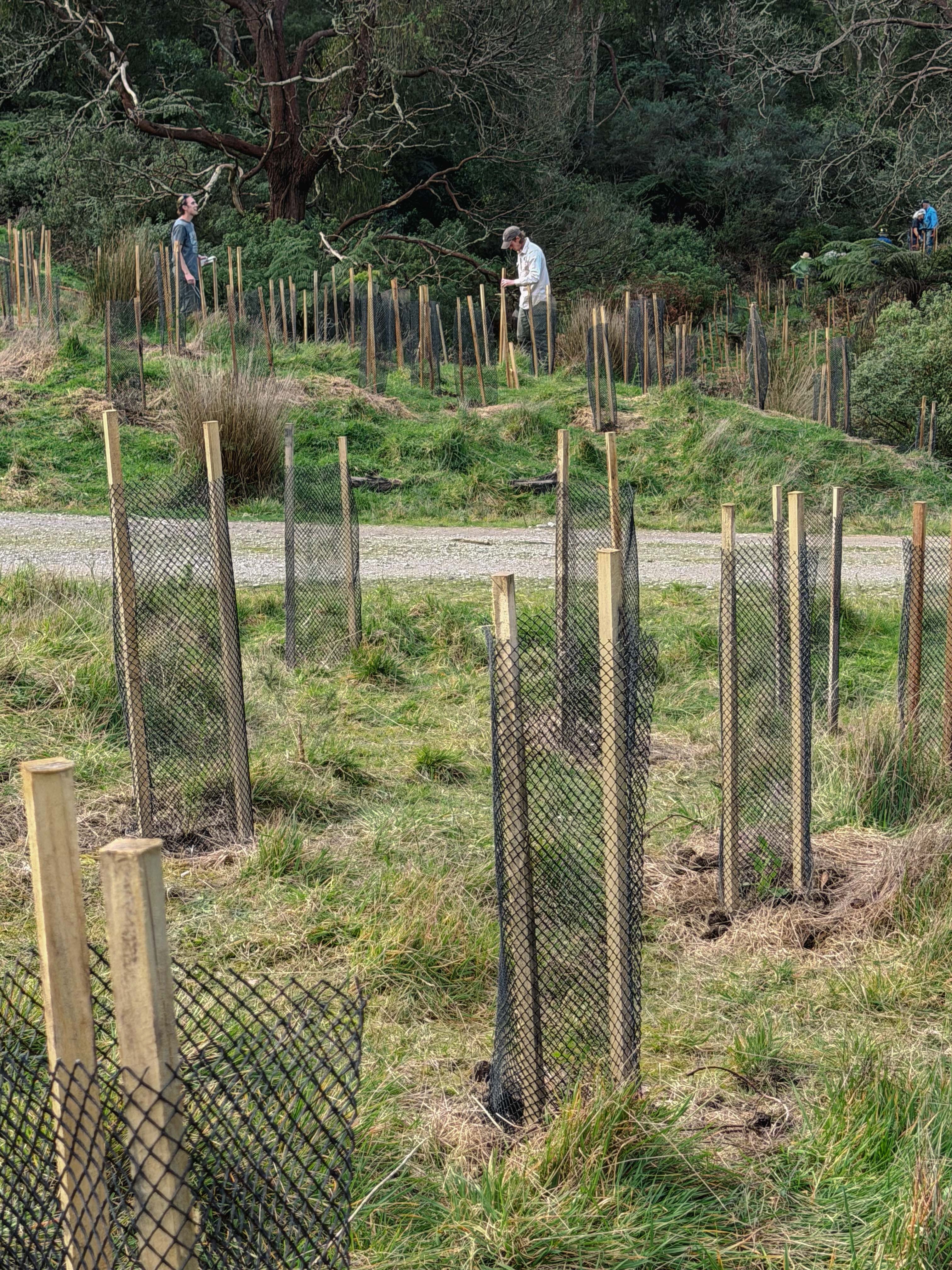 🌱 1,100 plants in the ground for a healthier Battery Creek 💧
Last Saturday, our community came together for the Battery Creek Community Planting Day, restoring vital Wet Forest habitat in the Hoddle Range in partnership with South Gippsland Water.
It wasn’t easy going. Volunteers walked in over the range just to reach the site, then spent the morning planting, staking and guarding 1,100 native seedlings, protecting the creek lines that feed into Battery Creek Reservoir, which supplies drinking water to Fish Creek.
By the afternoon there was a real sense of pride looking back over the freshly planted, guarded site.
Thank you to every volunteer who gave up their Saturday, and to South Gippsland Water, Waratah Conservation, ID Ecological and Fish Creek Landcare for making the day possible.
This is just the start. More opportunities to get involved in restoring habitat on the Hoddle are coming. Link in bio to subscribe and hear first. 💚
#PromCoastEcolink #BatteryCreek #HabitatRestoration #CommunityAction #SouthGippsland
@southgippslandwater @waratahconservation @id_landscaping