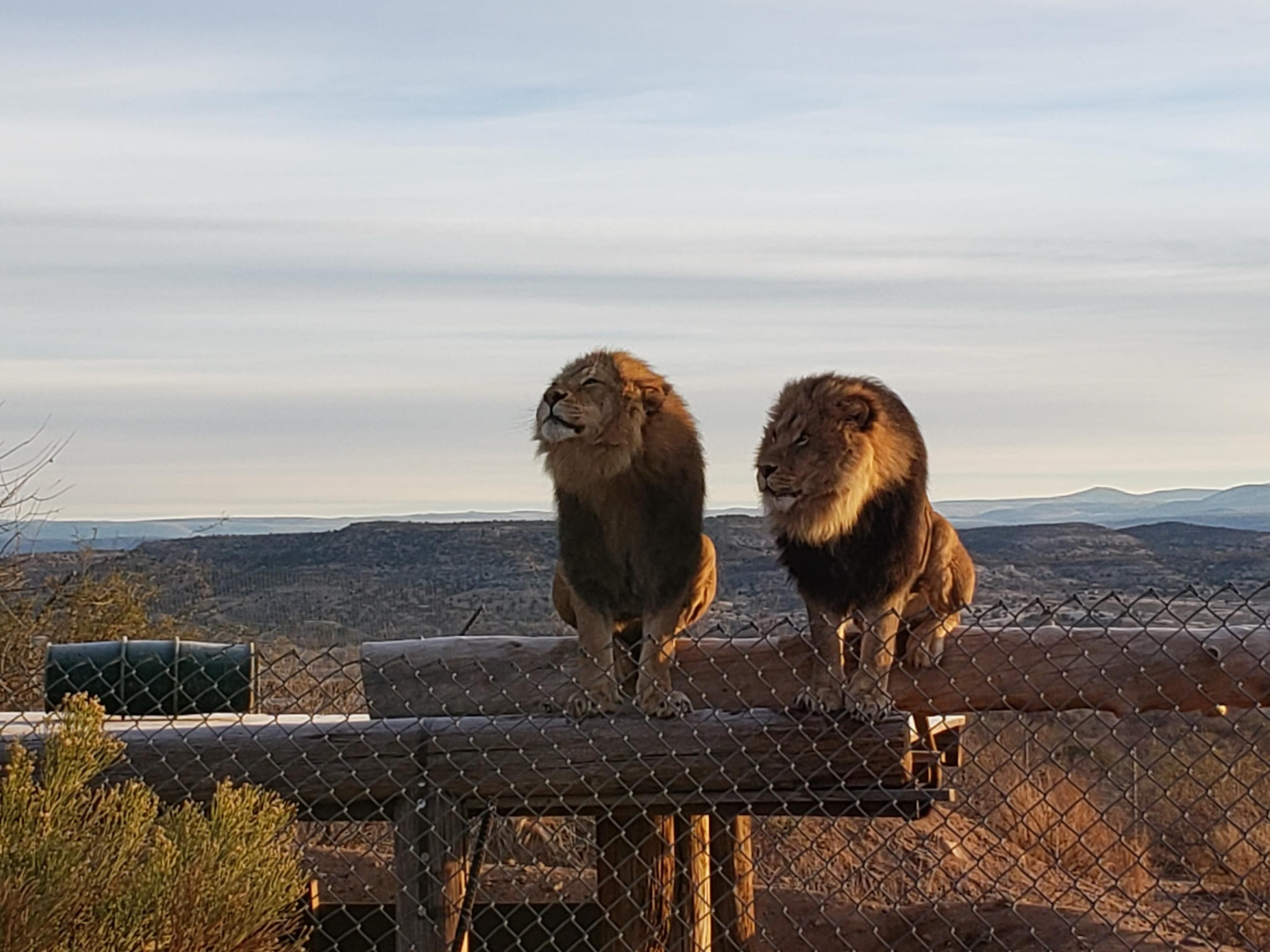 🦁 Happy World Lion Day!
Our lions are a treasured part of our vast family, each with a unique personality that makes them truly special. Today, we celebrate them while recognizing the importance of protecting their wild relatives. By conserving habitats and supporting wildlife conservation, we can help ensure lions thrive for generations to come.
#outofafricawildlifepark #outofafricawildlifeparkandsanctuary#WorldLionDay #LionConservation #ProtectWildlife