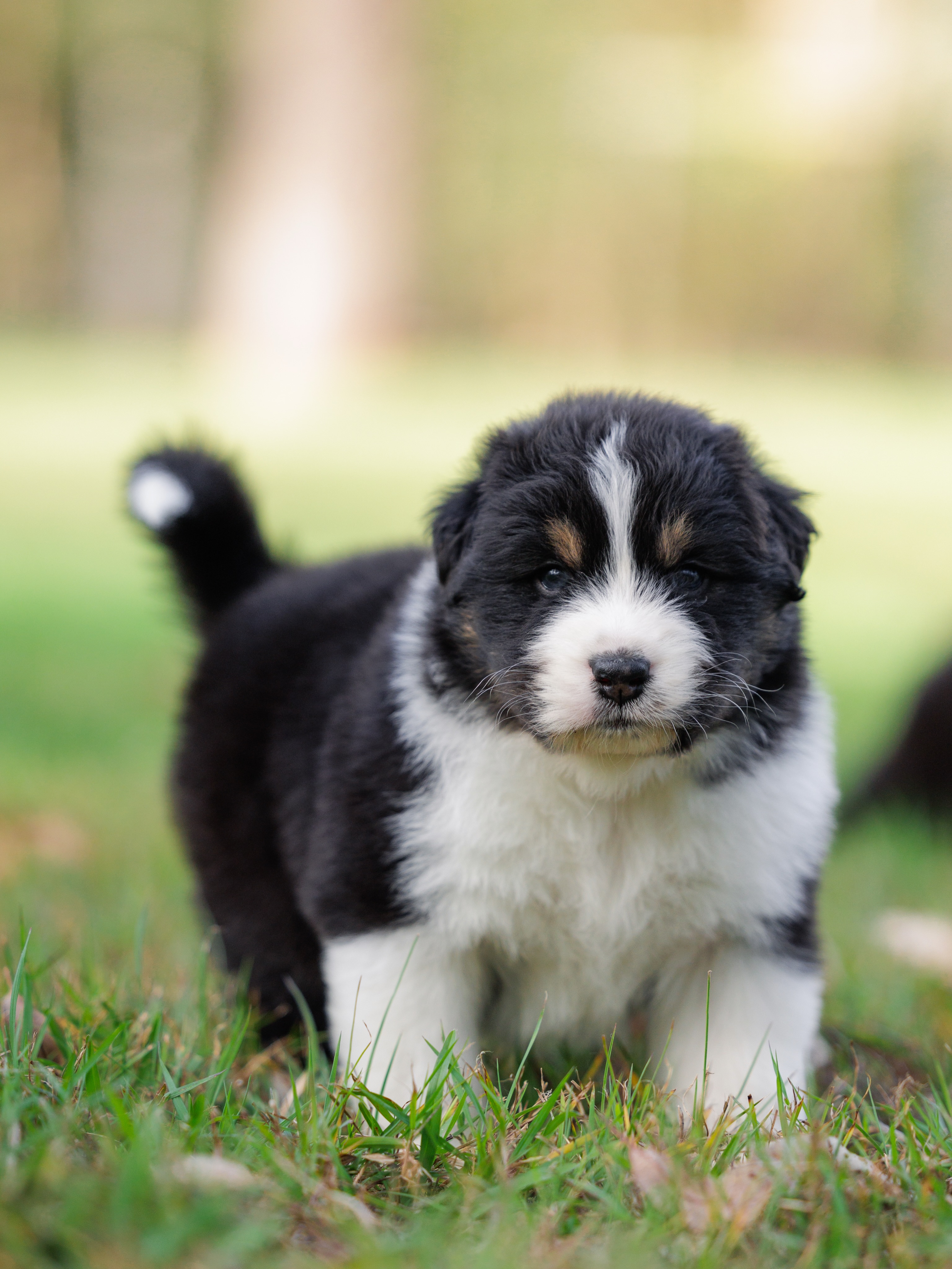 Itโs hard to believe our Audie ร Dasha litter are already 4 weeks old! Theyโre growing beautifully, their little personalities are starting to shine, and weโre loving every minute of watching them explore the world and reach new milestones.
Over the coming weeks weโll continue our assessments, and after their 7-week evaluations we expect to have a couple of boys looking for their forever homes.
In order of appearance:
Black Tri Tail Boy
Black Tri NBT Boy
Blue Merle NBT Boy
Black Tri NBT Boy
Black Tri NBT Girl
Red Merle NBT Girl
At Ochaye Australian Shepherds, every puppy is carefully matched to the right family based on temperament, structure, and lifestyle to give them the very best start in life.
If youโve been thinking about welcoming an Australian Shepherd into your family, weโd love to hear from you.
๐ง: ochayeenquiries@gmail.com
Or send us a message