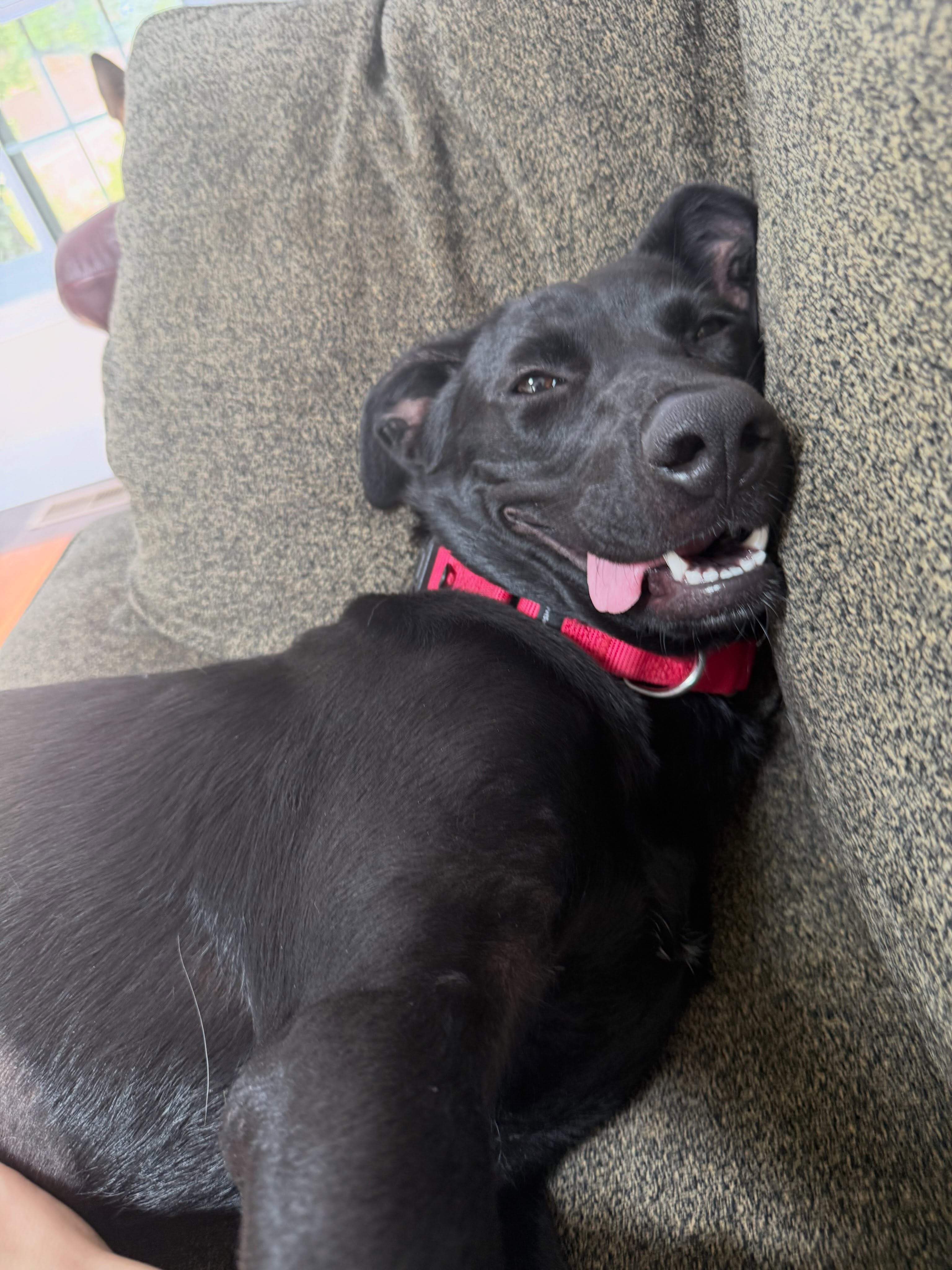🐾Pup of the day: Goober (aka Gigi), 1 year old!
True to her shelter name, this girl is such a ham! If you’re looking for a silly, happy-go lucky, and loving girl, we have found your perfect match! 🥰
➡️ Gigi is everything you look for in a lab. She’s smart and learning her basic commands. She’s loyal and will give you her love all day. She’s goofy and loves to play with toys.🧸 Gigi has mastered the labby lean and loves to cuddle up when it’s time to snuggle.
Need a pup to go ten rounds with your resident pet? She’s ready!🤪 Time to settle down and kick your feet up? She’s right by your side.
Her smile is infectious and she had the personality to match. 😍Potty trained, crate trained and pet friendly… A total dream girl!☁️ This goober is ready for her forever home and will make any family happy! Approved applicants should contact their adoption coordinator to meet Gigi. All others; apply today! MHLRM.com
