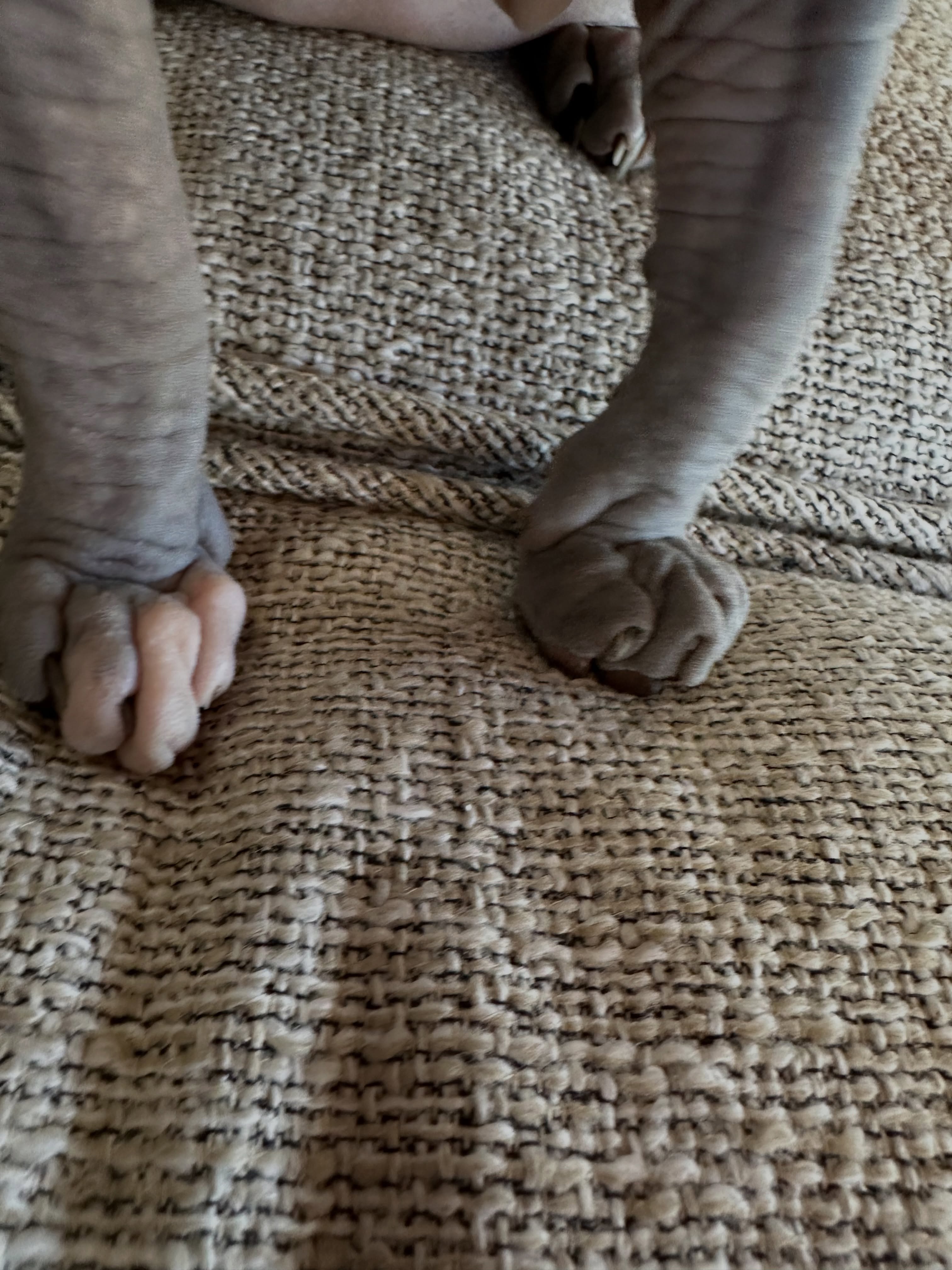I have a thing for this ones feet. #sphynx