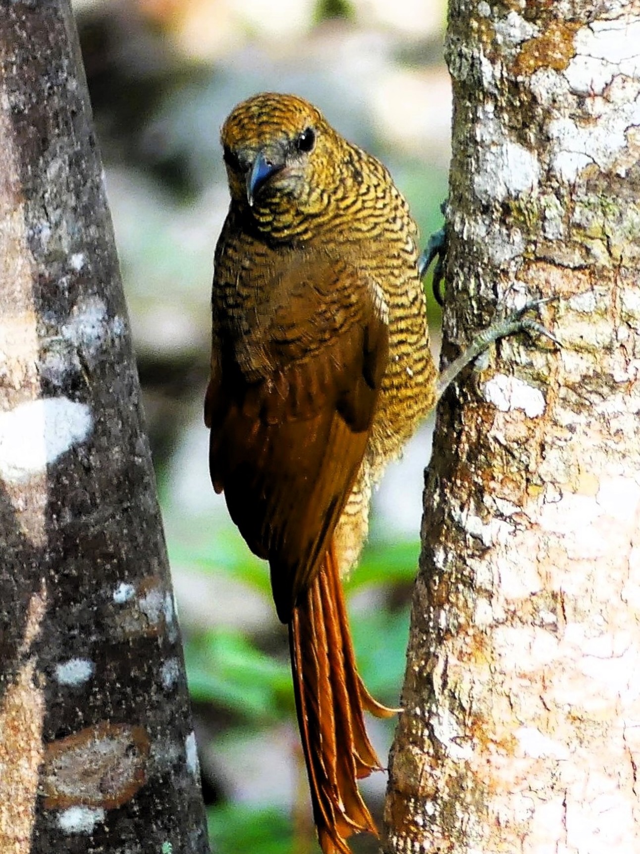 Northern Barred-Woodcreeper
Many birders hear the word « woodcreeper, » they picture the Brown Creeper of North America or the Eurasian Treecreeper. But in the Neotropics, woodcreepers are a completely different lineage of birds. Rather than being closely related to the treecreepers (Certhiidae),
they’re actually members of the ovenbird family (Furnariidae), where they evolved independently
to fill a remarkably similar ecological role. It’s a good example of convergent evolution.
Mexico is home to 11 regularly occurring species of woodcreepers, ranging from the tiny Wedge-
billed Woodcreeper to the impressive Strong-billed Woodcreeper. The Northern Barred-
Woodcreeper is one of the largest. Together, these species occupy different habitats and forest levels, each specializing in its own way of finding food.
Powerful and methodical, the Northern Barred-Woodcreeper moves effortlessly up massive tree
trunks, using its stiff tail for support as it searches beneath bark, in bromeliads, and among epiphytes for large arthropods. It will also occasionally take small lizards. Like several other
tropical forest birds, it often follows army ant swarms, taking advantage of the insects and other small creatures flushed from the leaf litter.
The Northern Barred-Woodcreeper (Dendrocolaptes sanctithomae) is one of the true specialists of the Neotropical forests.
#Birdingyucatan
#BirdWatchingtulum
#birdingmexico
#NorthernBarredWoodcreeper