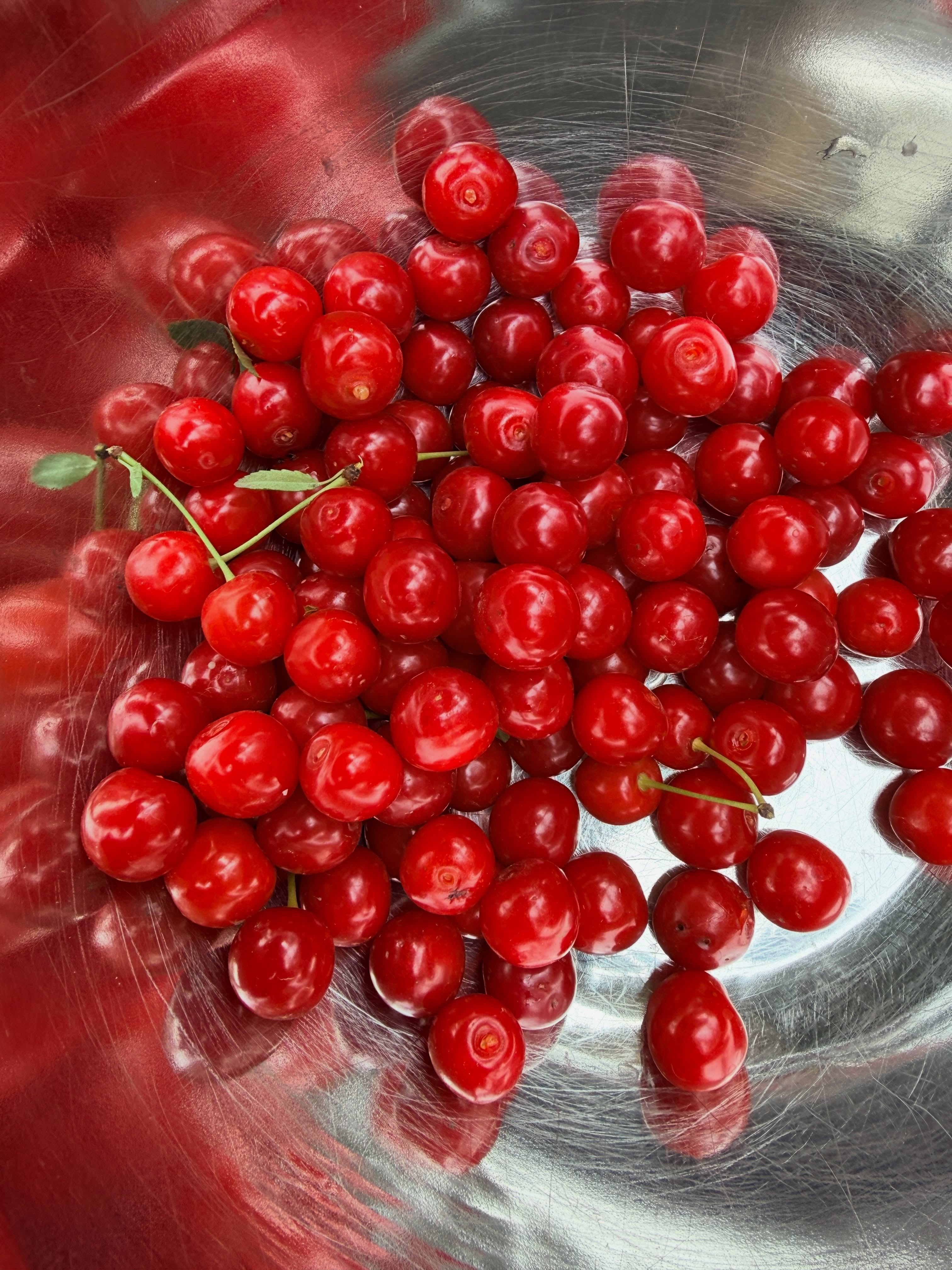 Just getting started! It’s sour cherry season. 🍒
