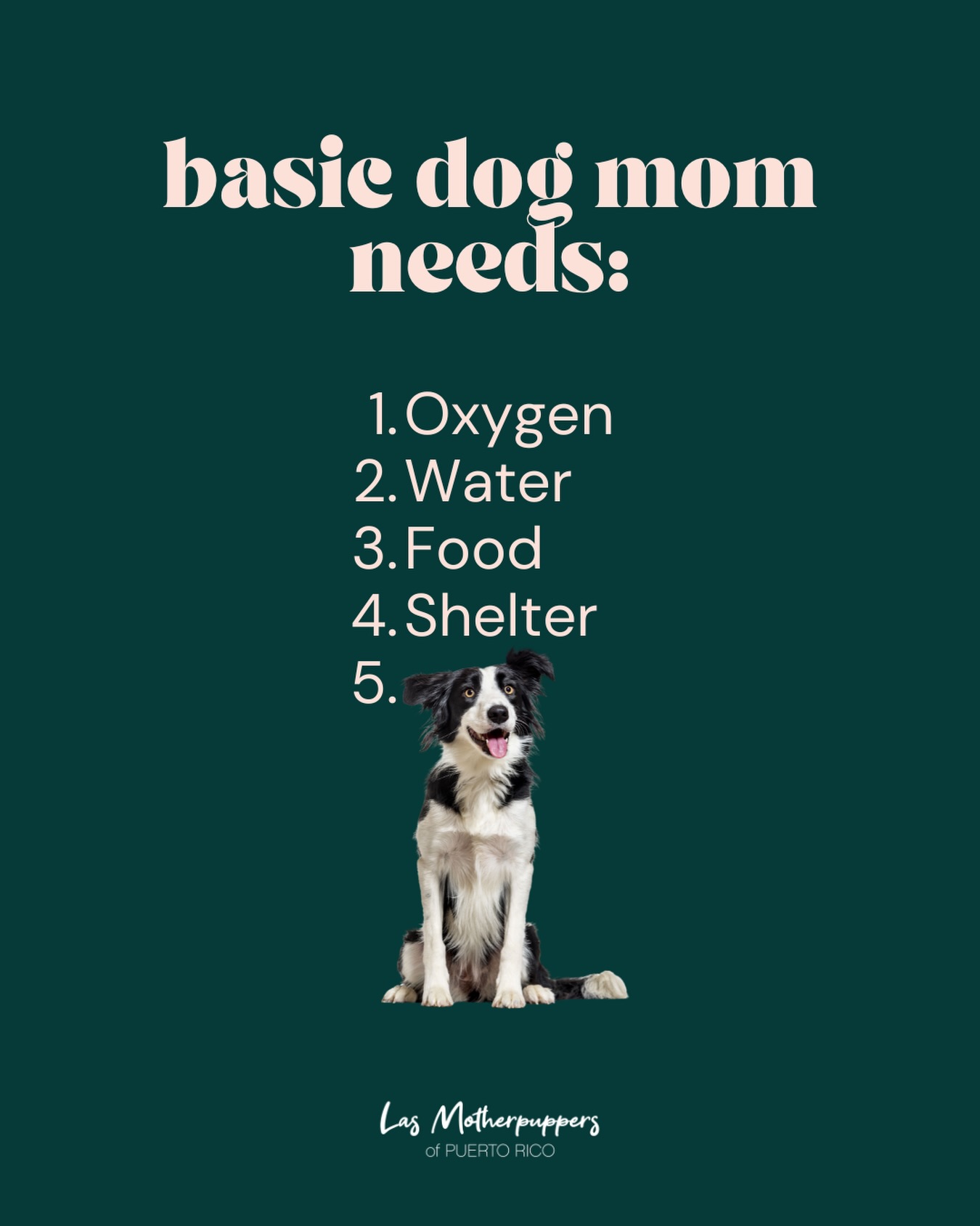 Seamos honestas… el #5 es el más importante. 🐶🧡
¿Quién más está de acuerdo? 🙋♀️🐾
#dogmomsofpr #puertorico #dogmomclub #dogsogpuertorico dogmomlife
