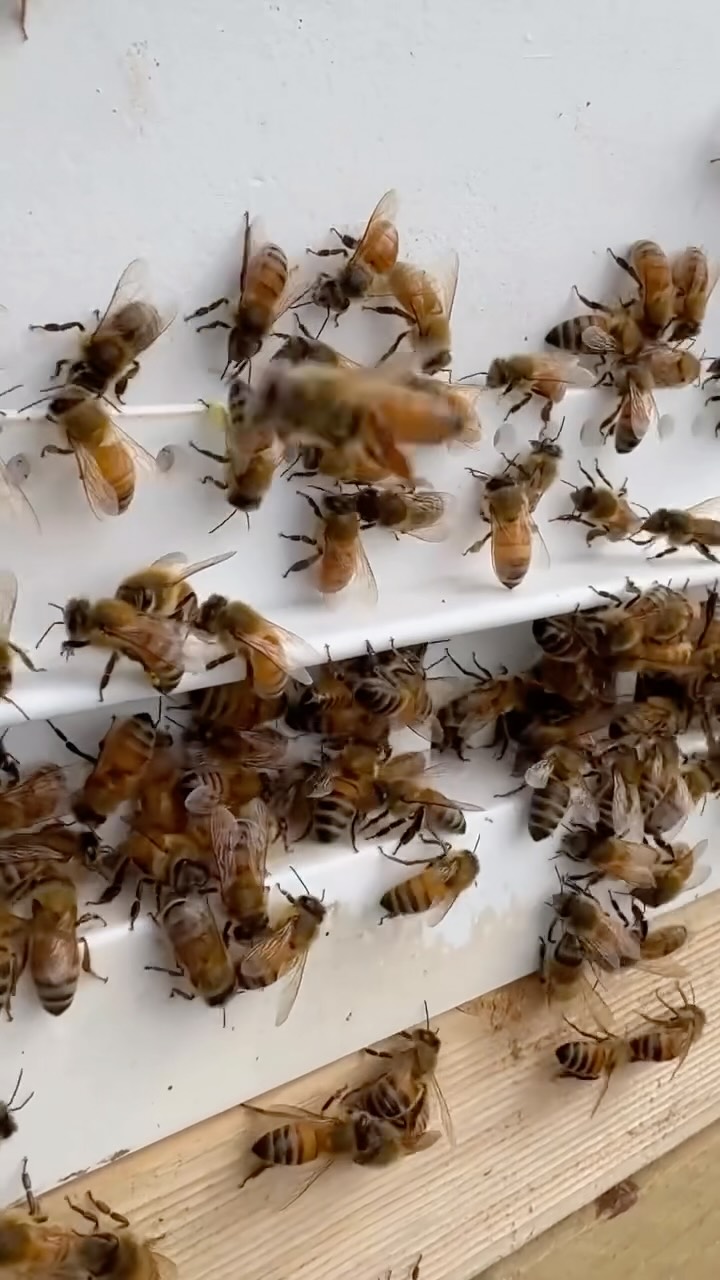 Western Australia’s bees are doing more than making honey. They’re helping keep agriculture moving.
Recently, more than 7,500 WA beehives were transported to South Australia through a commercial agreement facilitated by WA beekeepers to support pollination. It is a great reminder of the strength of our state’s beekeeping industry and the importance of maintaining world leading biosecurity.
Here in the Southern Forests, bees play a vital role in food production. Pollination is essential for crops such as avocados, cherries, apples, blueberries and many other fruits, helping growers produce the high quality fresh food our region is known for.
Healthy bees support healthy harvests, making them some of the hardest working contributors to Western Australia’s agriculture.
Every hive on the road is helping secure the future of food production, both here in Western Australia and beyond.
🎥 Sound On! 🔉 @dpirdwa
#GenuinelySouthernForests #GenFresh #SouthernForests #WABees