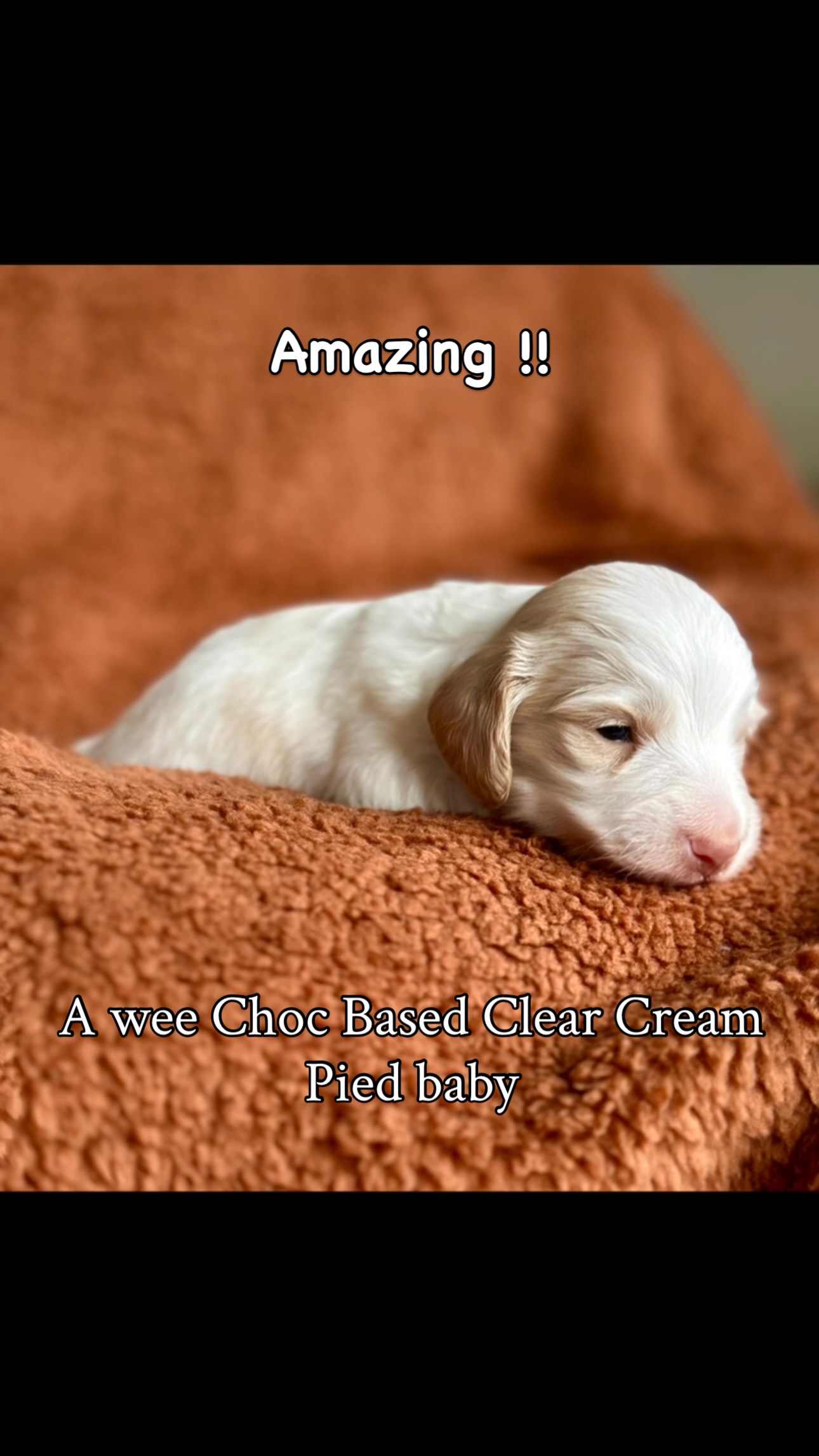 Such a beautiful puppy with a lovely thick coat and his clear cream pied markings ever so delicately peaking through #minidachshund #dachshund #miniaturedachshund #puppies #creamdachshundsofinstagram