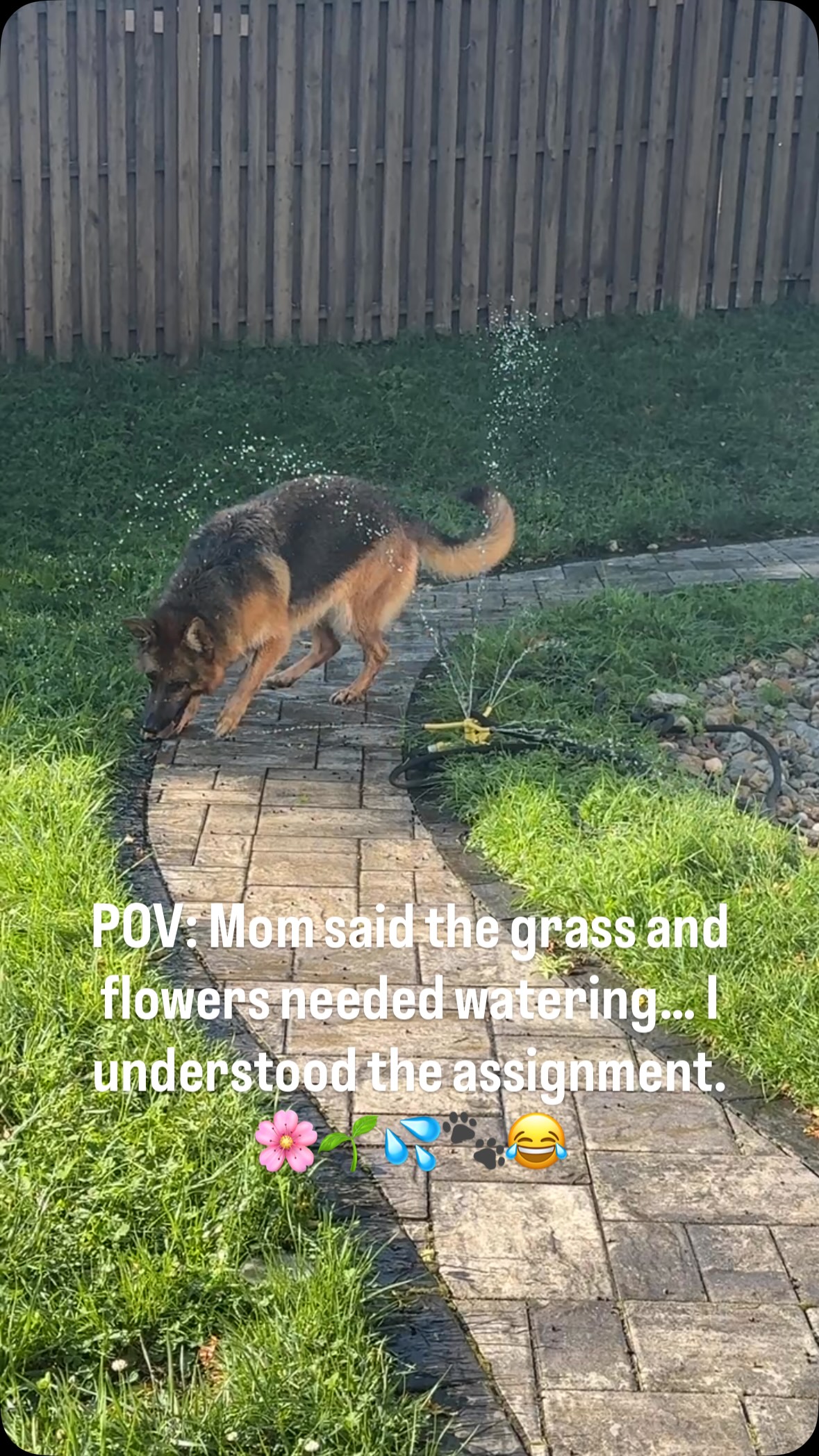 #dogsofinstagram #gsd #gsdlife #gsdlove #dogs