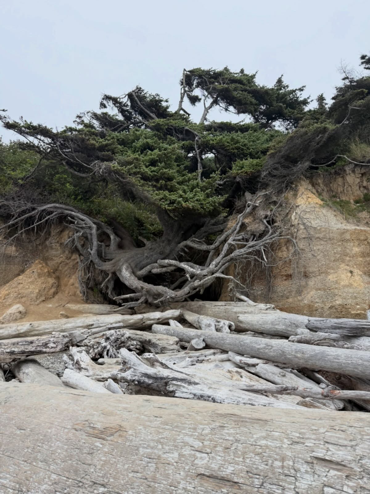 The tree of life is still holding on!