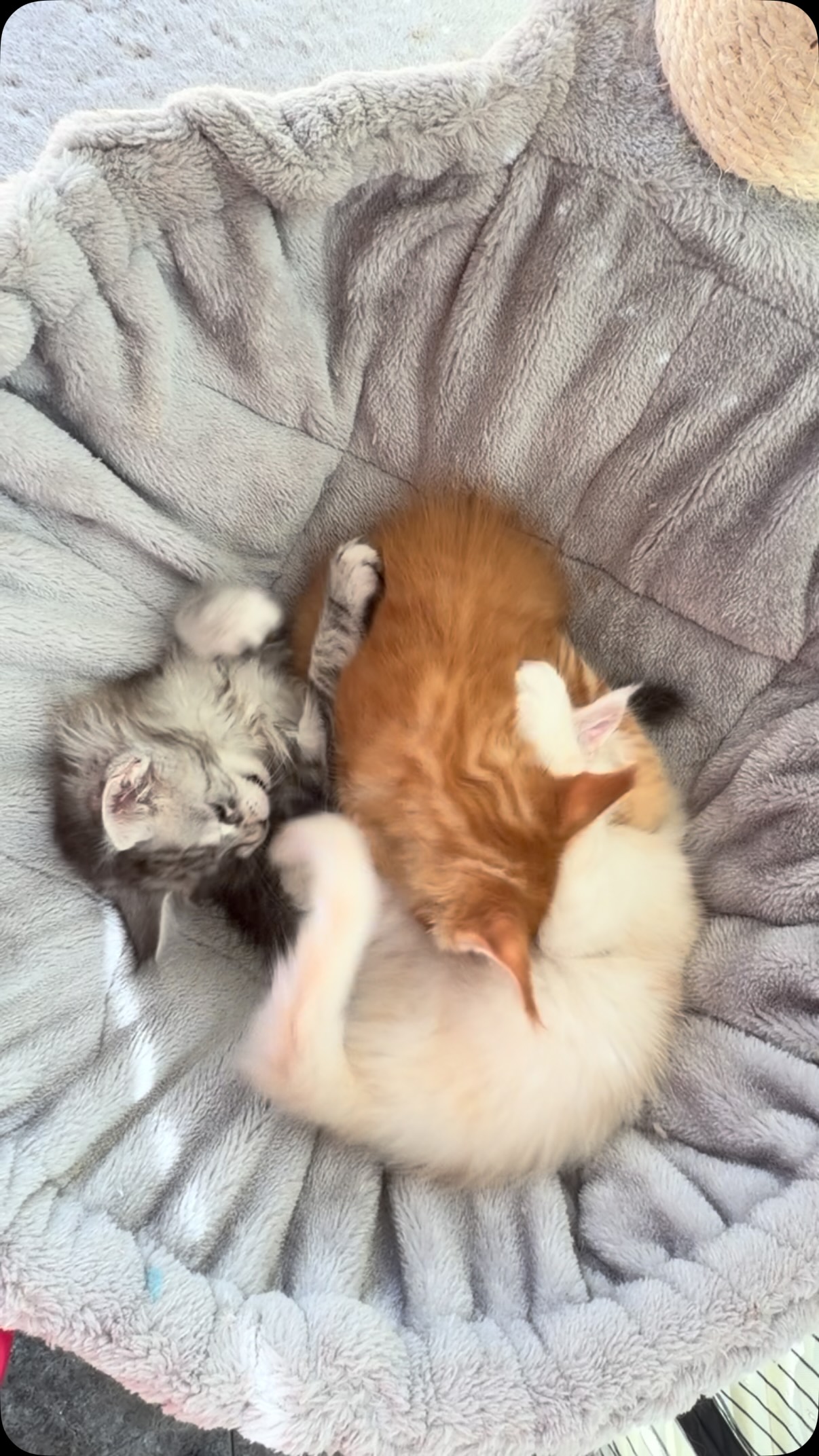 Kitten playtime! Which kitten color is your favorite? 🐱💕#mainecoon #mainecoonkittens #mainecooncat #fluffycat #catsofinstagram