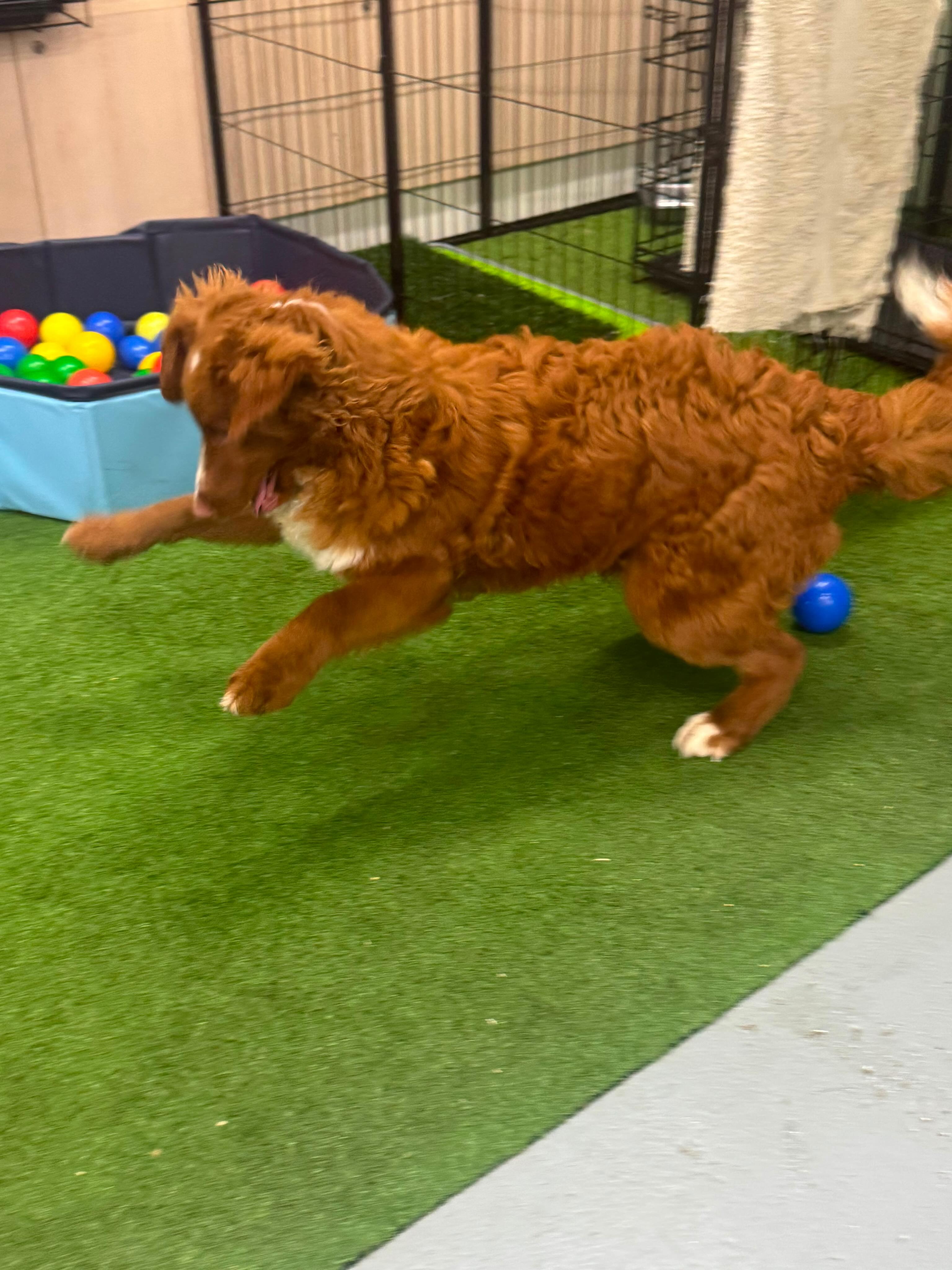 Meet Ollie, a charming male F1B Mini Bordoodle, born January 17, 2026, from proud parents Minty and Matt. With his playful curls and sparkling personality, he’s ready to bring endless joy, cuddles, and laughter to his forever family.
✨ Microchip: 956000019407136
✨ Source No: BR100575
Ollie is more than a pup he’s a bundle of happiness waiting to brighten every day!
#puppiesdownunder #olliethebordoodle #puppylove #joyfulcompanion #BR100575