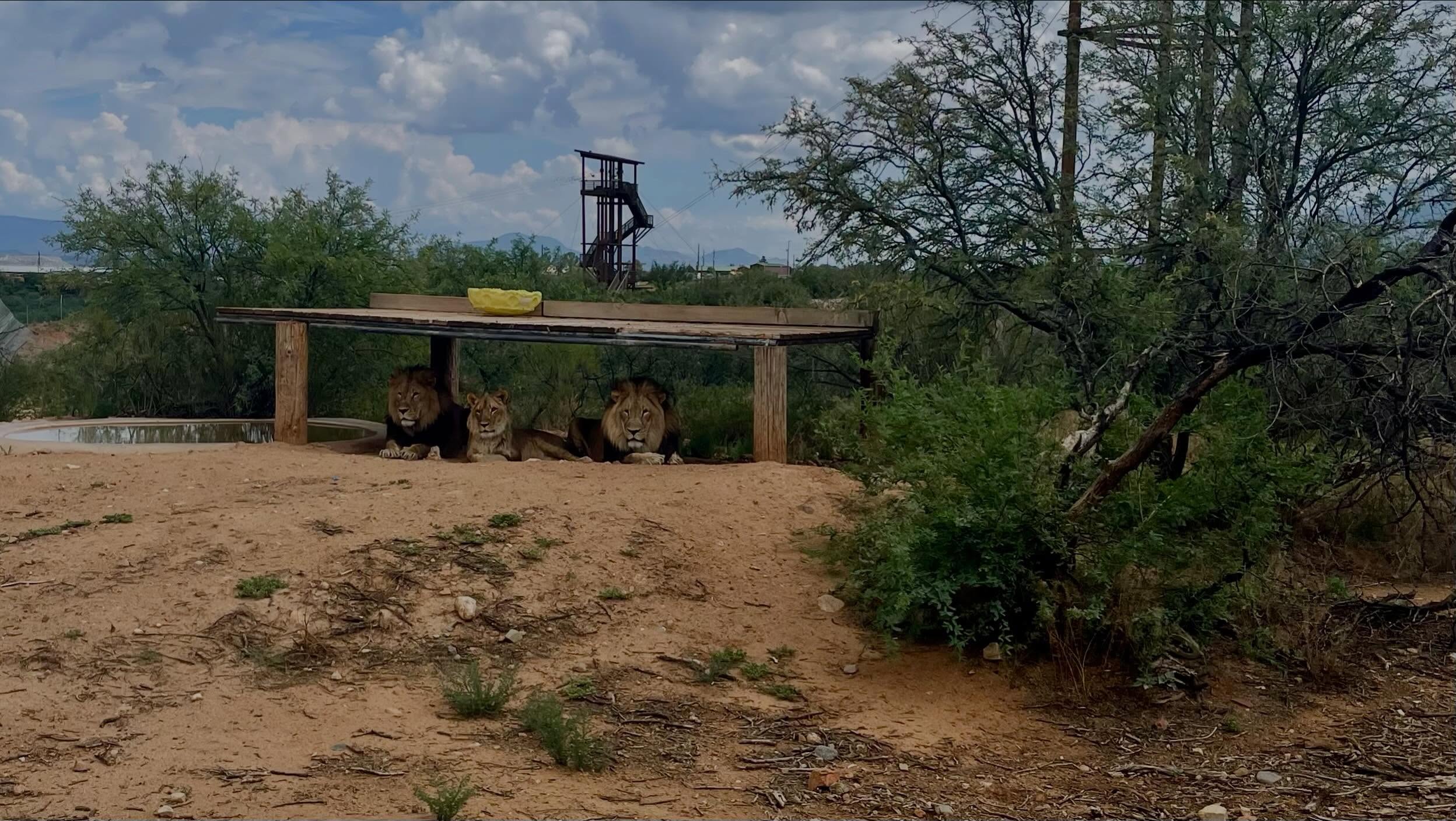 Team Player Needed
Property & Grounds Maintenance – Full-Time
Out of Africa Wildlife Park and Sanctuary | Camp Verde, AZ
Out of Africa Wildlife Park and Sanctuary is seeking a dependable, hardworking maintenance professionals to help keep our facilities and grounds safe, clean, and well maintained.
Responsibilities
• Grounds, landscaping, and irrigation maintenance
• General plumbing, carpentry, painting, and repairs
• Fence, gate, building, equipment, and property maintenance
• Additional maintenance projects as needed
Qualifications
• Maintenance or skilled-trade experience preferred
• Strong problem-solving skills and ability to work independently
• Experience operating maintenance equipment is preferred
• Valid driver’s license required
• Reliable, punctual, and safety-conscious
This is a full-time, year-round position involving mostly outdoor work in changing elements of the Arizona weather. Candidates must be able to lift at least 75 pounds, work on uneven terrain, and perform frequent walking, bending, climbing, and kneeling. Some weekend and holidays availability is required.
To apply, please submit your résumé and a brief description of your relevant experience to carla@outofafricapark.com.
#outofafricawildlifeparkandsanctuary #outofafricawildlifepark #employmentopportunities #employment