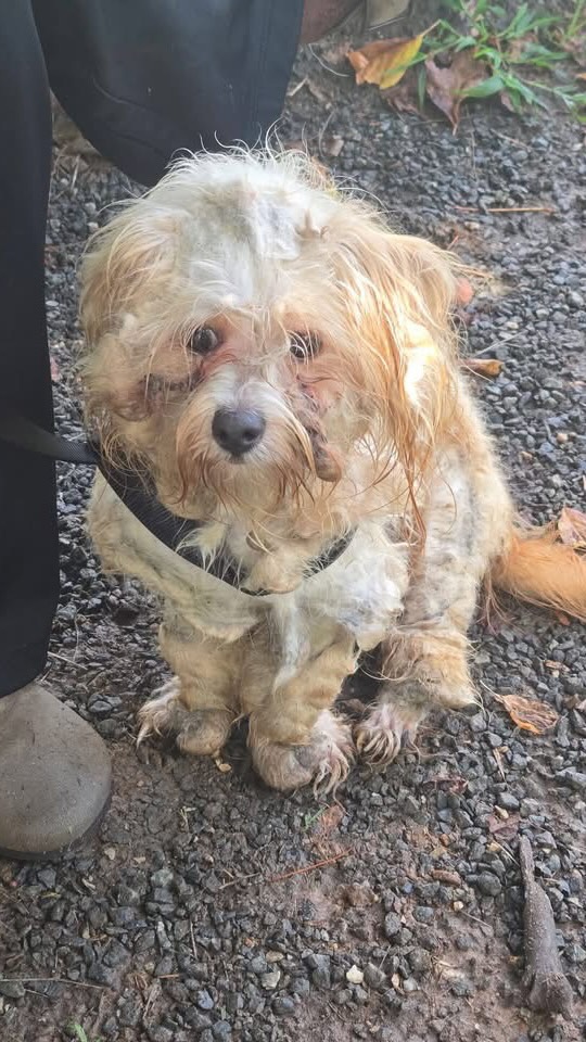 2 days, 7 hours and almost 3 lbs of matted fur but Glen Coco is a real resilient little dude. You go, Glen Coco. We are full af and would love for someone to foster or adopt Glen Coco ASAP. Here’s what we do know: 🔹He is boy. 🔹He still has his little balls. 🔹No clue about vaccinations but probably not. 🔹Likes other dogs. 🔹Fine with cats. 🔹Doesn’t hate men. 🔹Probz like 2 years?🔹 Around 11 lbs (which is less than most of the cats 😂) 🔹Breed is smoldog🔹He has an apt Monday for all the things. 🔹His last owners are assholes and should be tied up to a park bench and left to fend with no food or water. Please let us know if you would like to foster, adopt, or donate. #rescuedog #adoptdontshop #beforeandafter #glowup #animalrescue