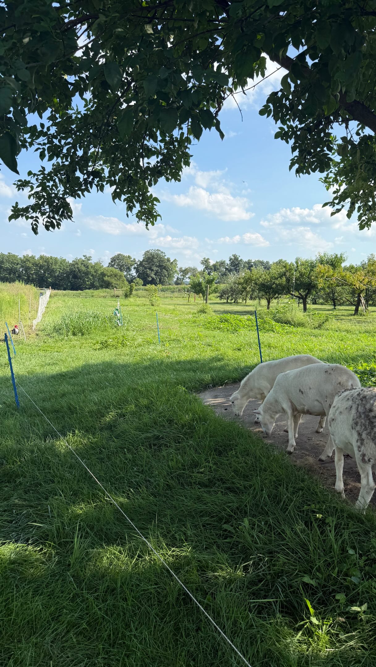 Ram lambs moved to their new space with plenty of forage to eat!