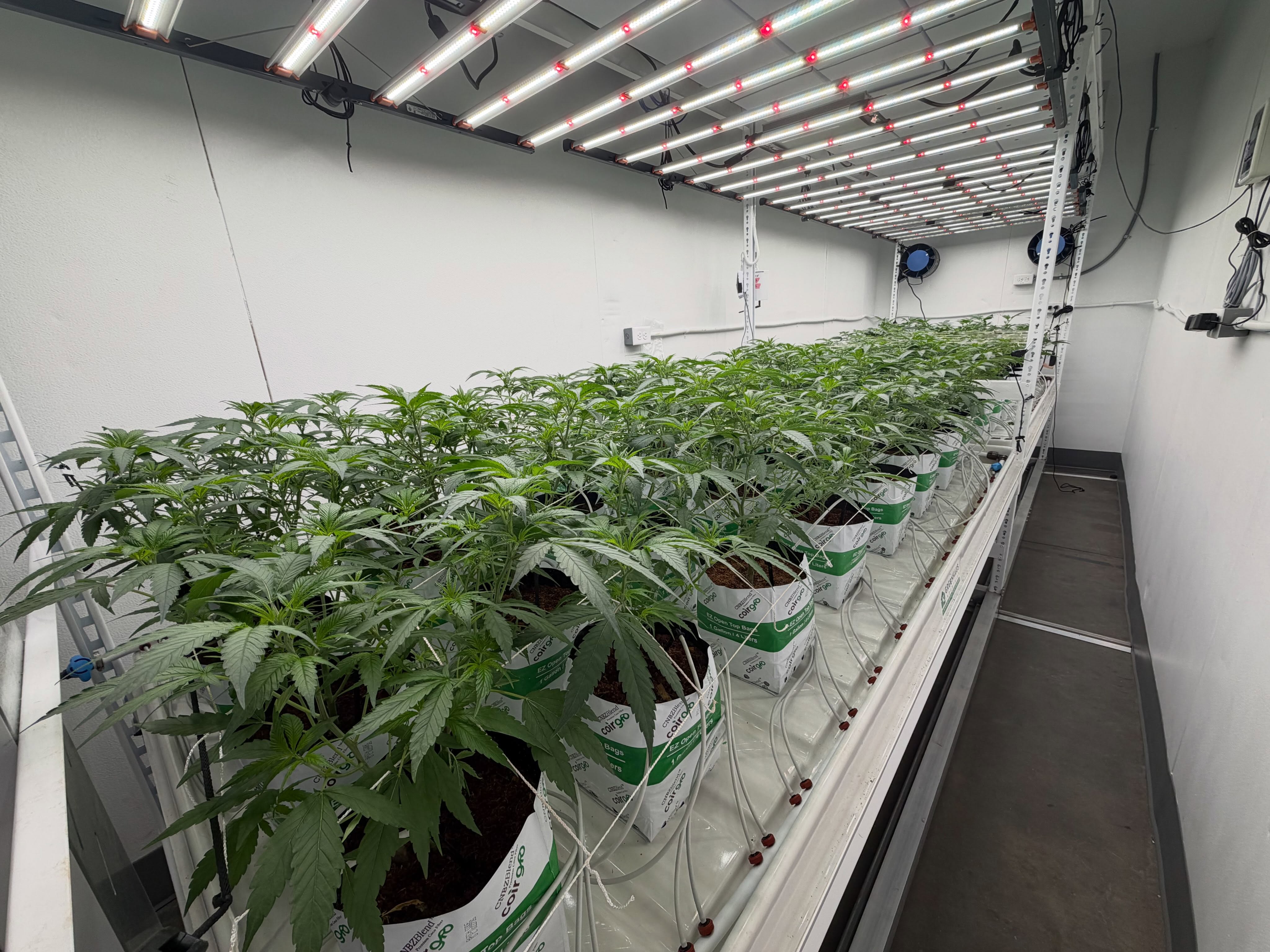 This is one of two of our largest grow chambers, with four independent 4×4 light zones. These chambers give us our largest footprint for replicated experiments.
But the value isn’t in the size of the space. It’s in the precision of the control.
The chambers were purpose-built to give us extremely precise control over environmental conditions, including temperature, humidity, VPD, lighting, and other key variables. Multiple independent controllers allow us to manipulate conditions with a level of precision that is rarely possible in a conventional grow room.
That level of control is critical for research. It allows us to run highly controlled experiments with true replication across independent experimental blocks, helping us separate treatment effects from environmental variability and generate more reliable data.
And none of this happens in isolation. The equipment, technology, and expertise provided by our research vendors and partners make this level of experimental control possible.
@pipphorticulture
@fluence_led
@hgvnutrients
@aroya.io
@coirgro
@hydrobuilder
@climateiq.ai
@plantco2manifolds