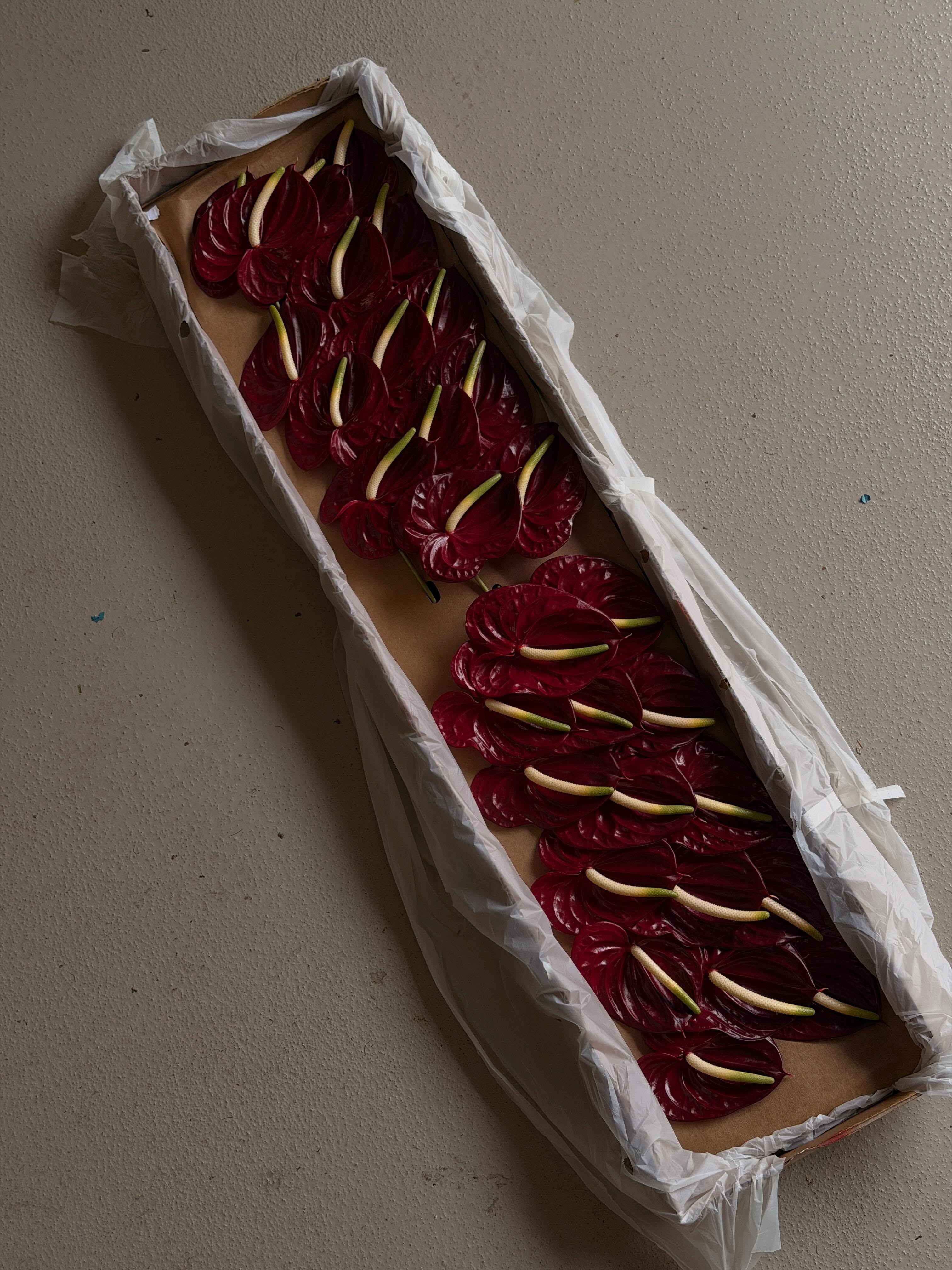 Anthuriums so good they get a spot on the grid πͺ