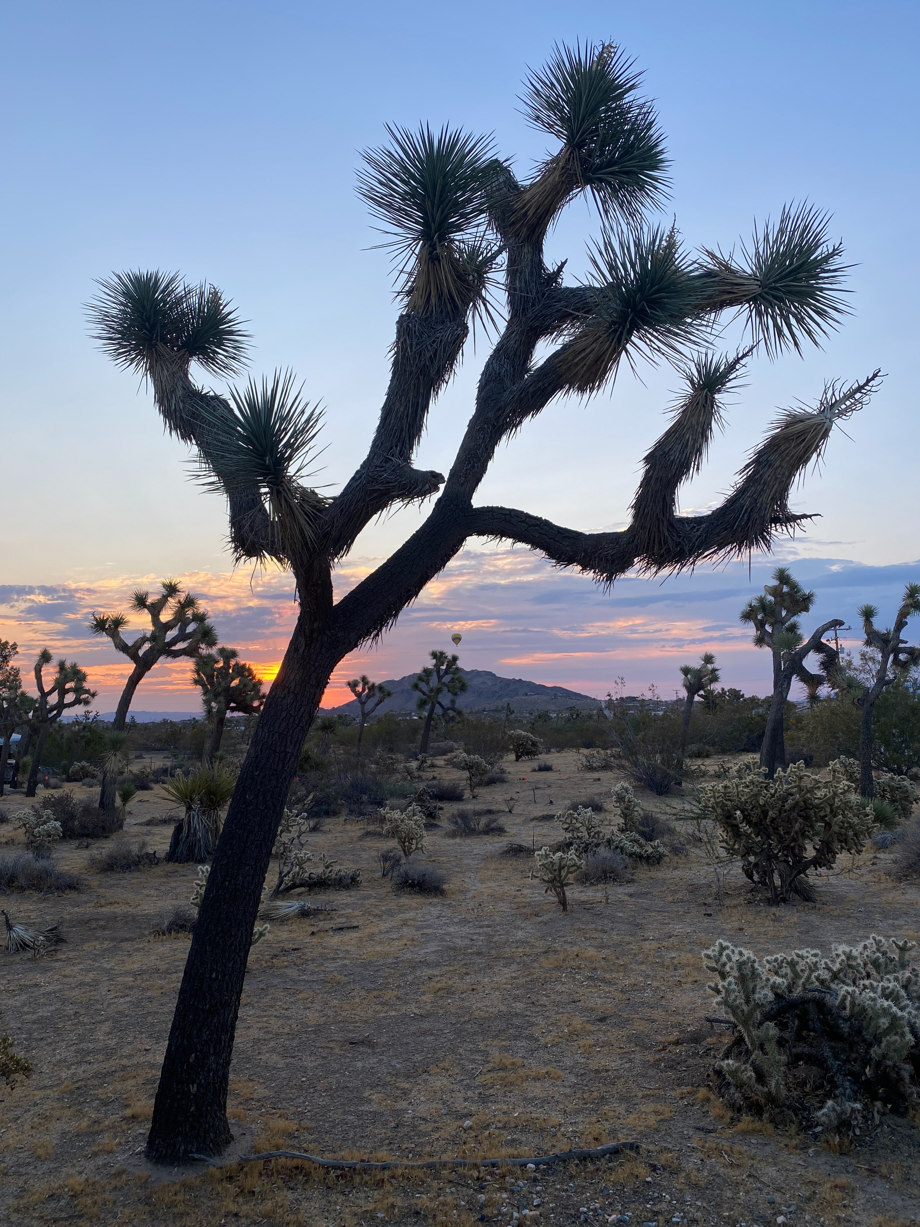 Mojave mornings around here.