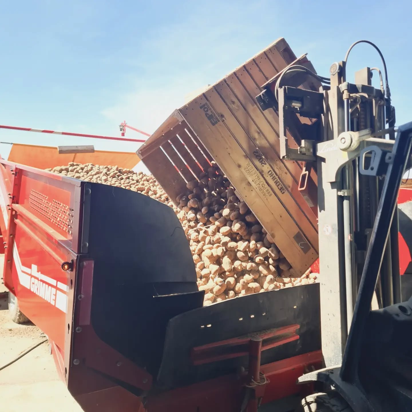 Wie wat bewaard..🥔..🥔..🥔..
De aardappeloogst van 2025 was in heel west Europa goed en er was ook veel areaal📈
Dat zorgde mede door de tegenvallende vraag naar friet voor hele slechte prijzen voor de vrije aardappels(zonder verkoop contract)📉
Meestal beginnen de frietfabrieken in augustus weer met de nieuwe oogst maar daar zijn er dit jaar niet veel van omdat de fabrieken weinig belangstelling hadden om deze te contracteren✍🏼🙁
Door de langdurige droogte en hittegolven zijn de opbrengsten van de nieuwe oogst ook nog eens matig tot slecht en dat zorgt er weer voor dat de laatste aardappels van de oude oogst flink in prijs zijn gestegen en nog vlot hun weg naar de frietfabrieken vinden🥔🚛💨
In de aardappelhandel weet je het nooit en het weer is koopman😵💫
#hoekschewaardappel
#weetwatjeeet
#onzeboerderij
#aviko_nl
#aardappels_nl